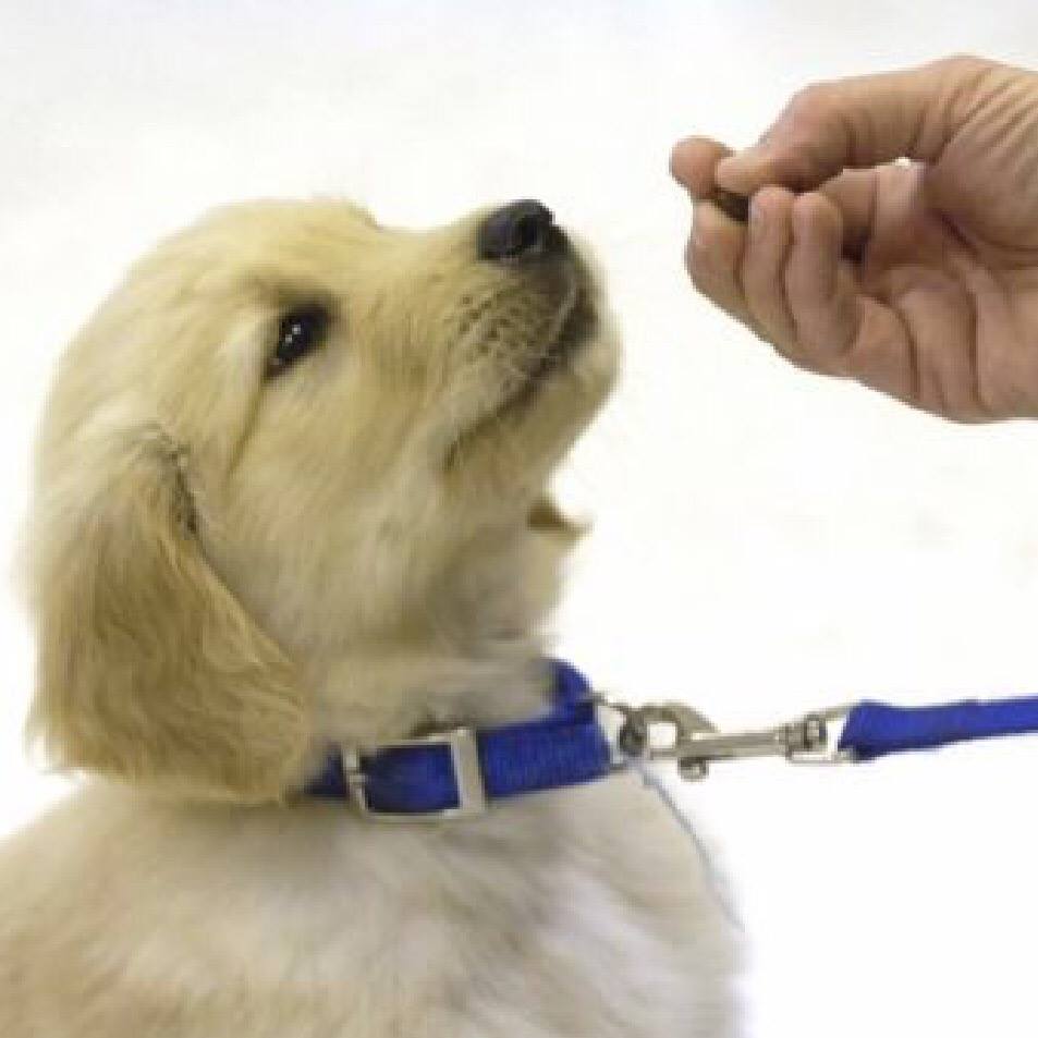 Positive Paws