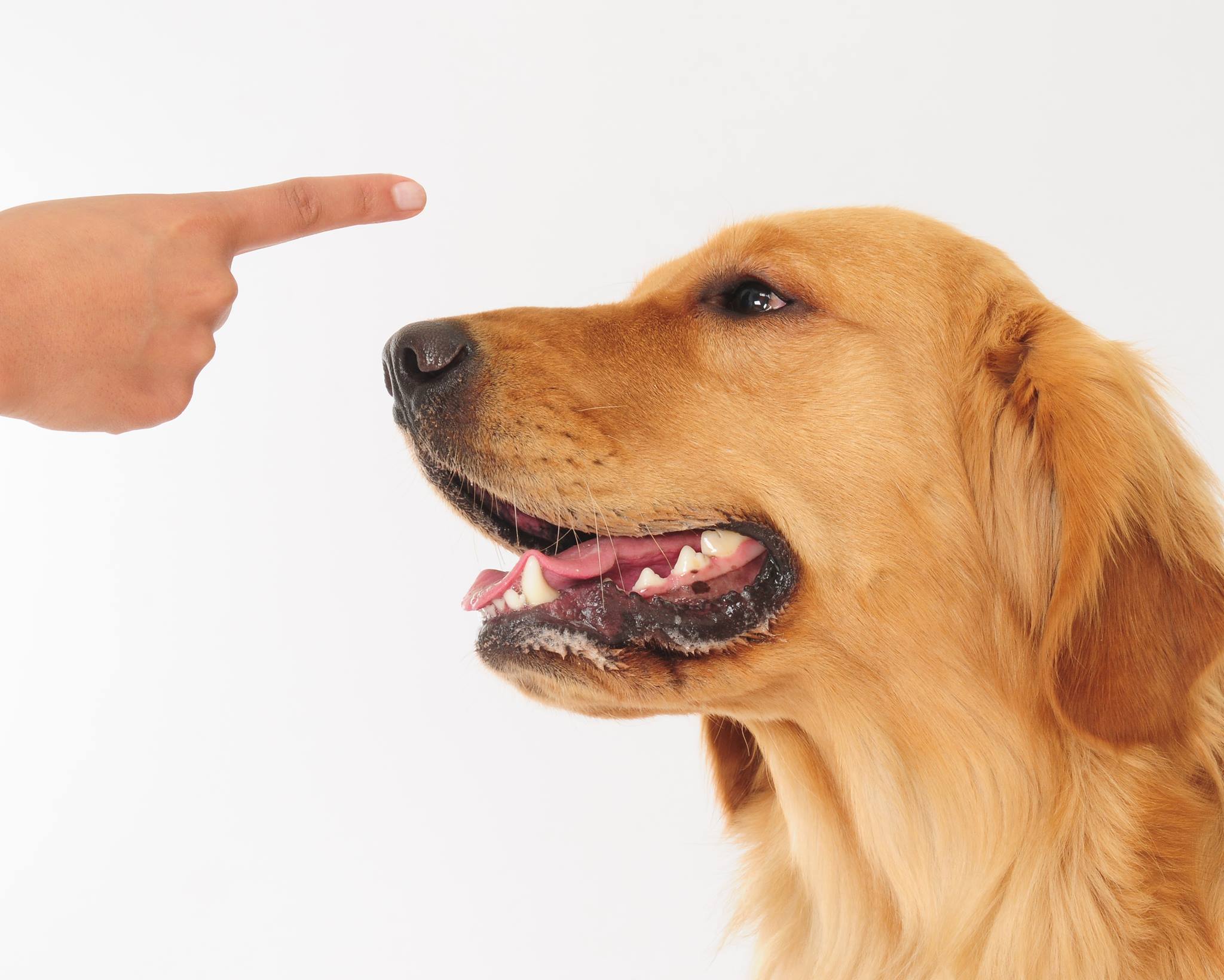 Positive Paws