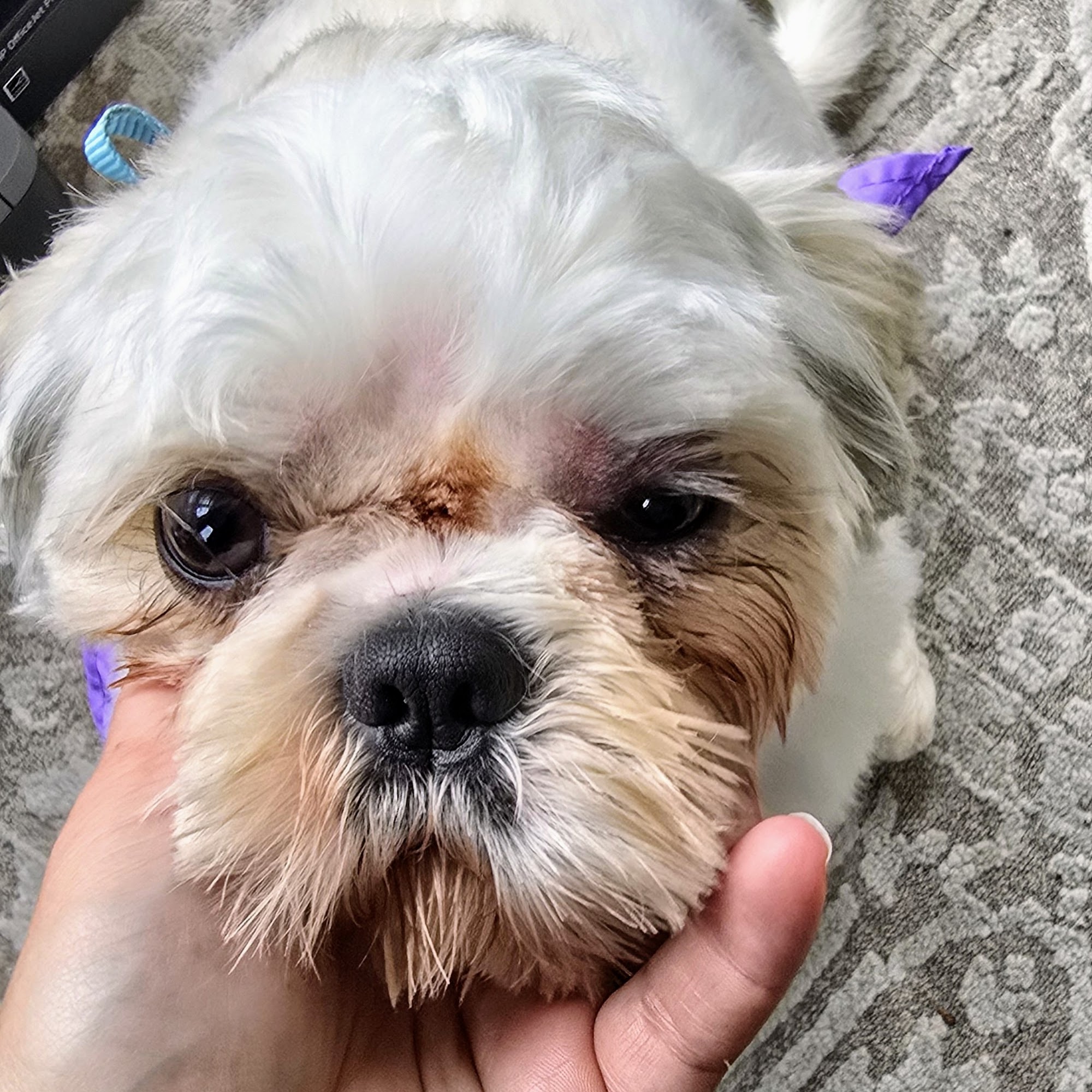 Happy Woofs Grooming Warwick