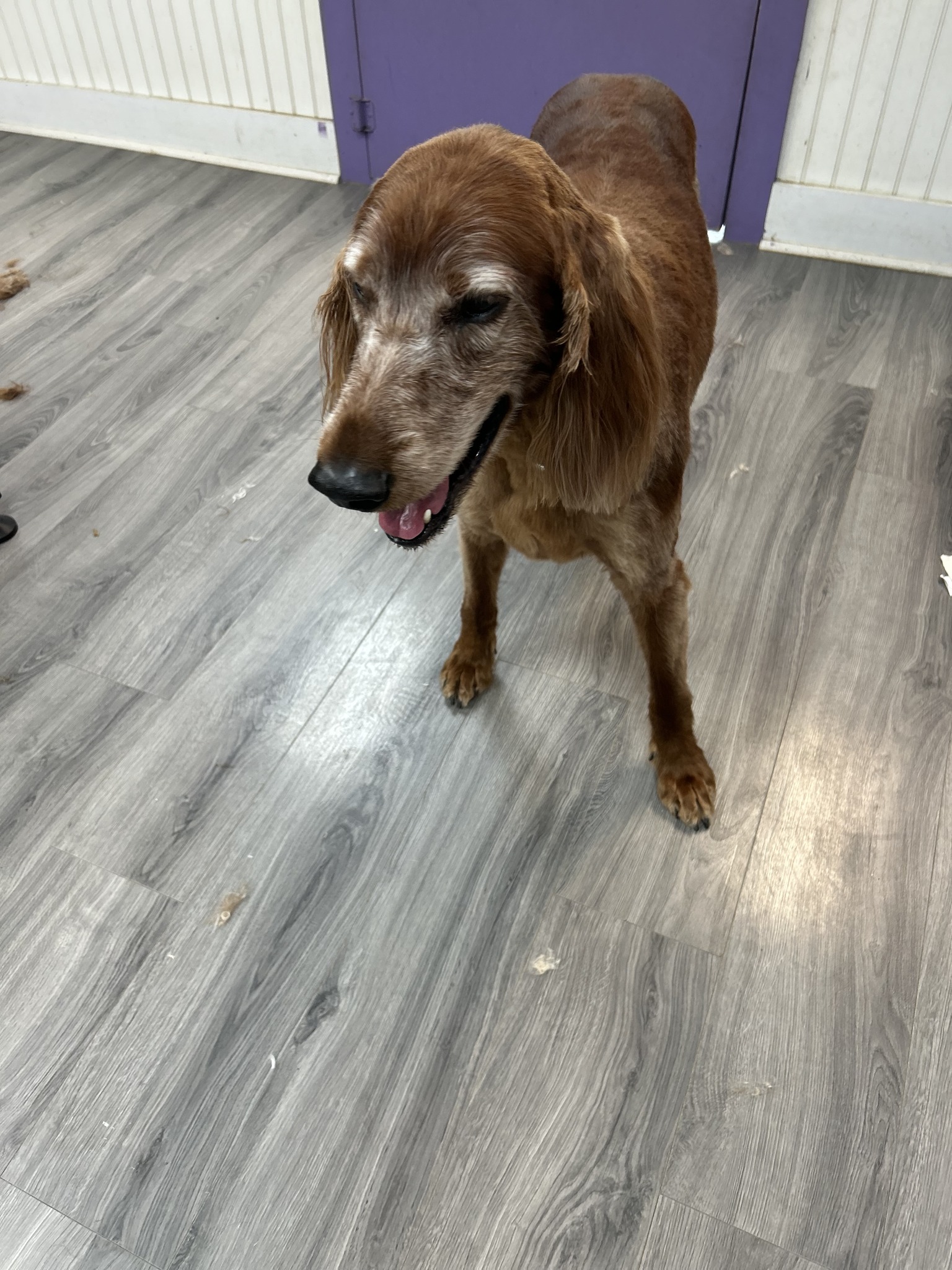 Happy Woofs Grooming Warwick