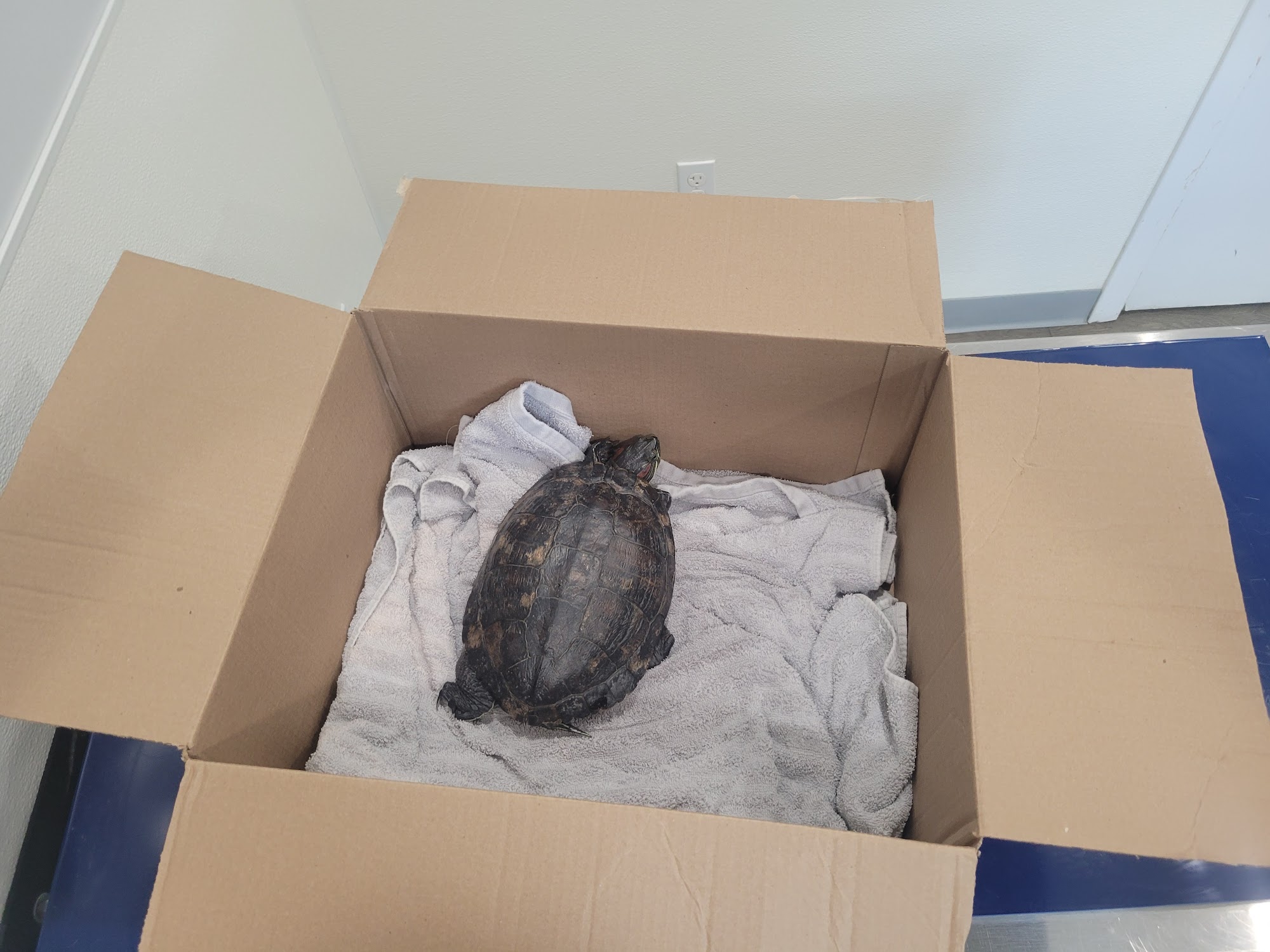 Country Willow Veterinary Hospital Warwick