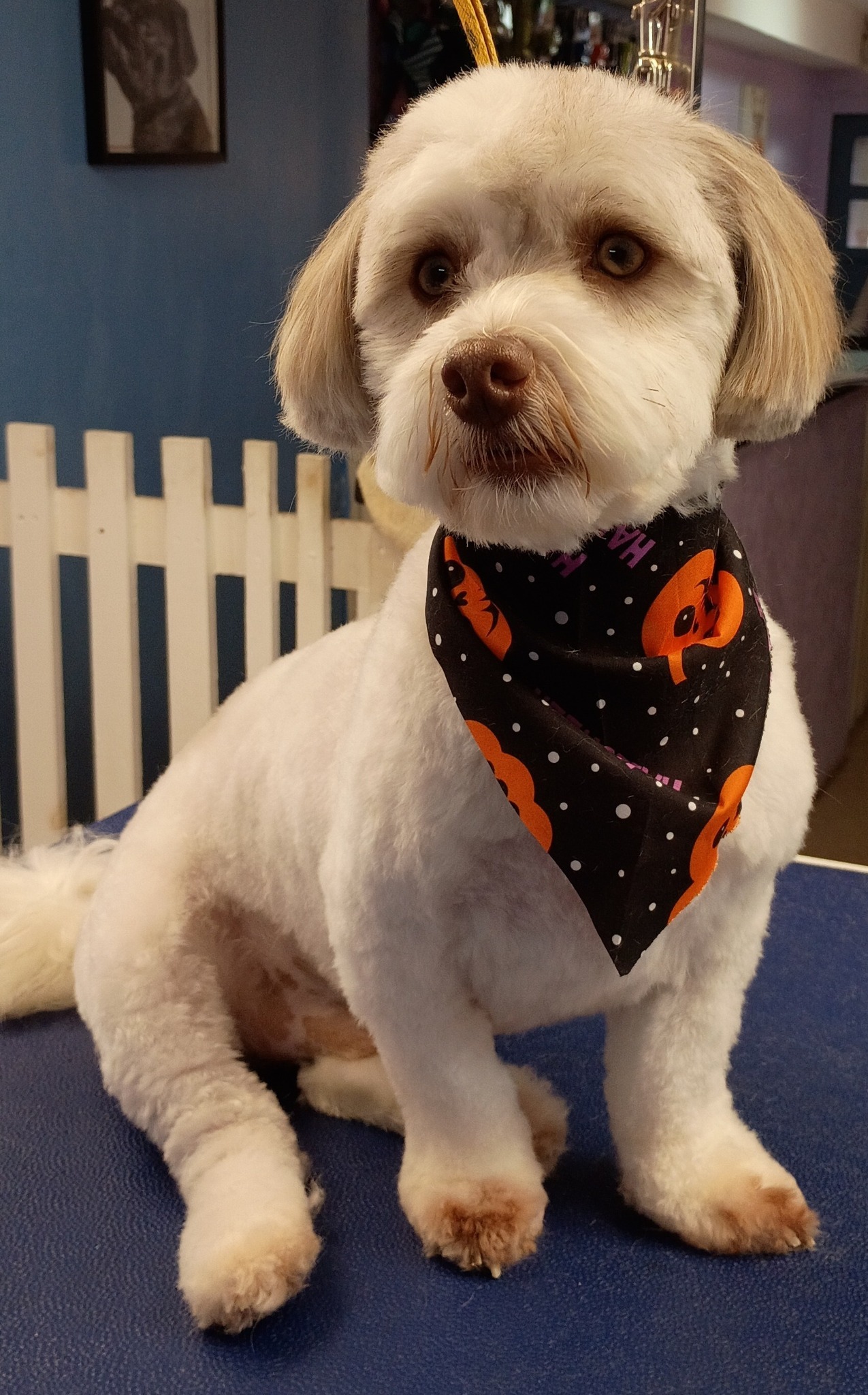 Pampered Pooch Pet Salon Washingtonville