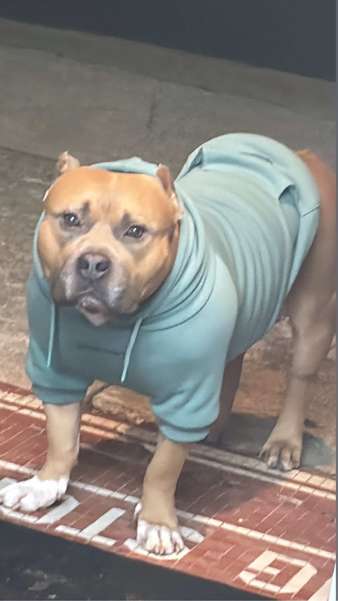 Lakeshore Animal Hospital Waterloo