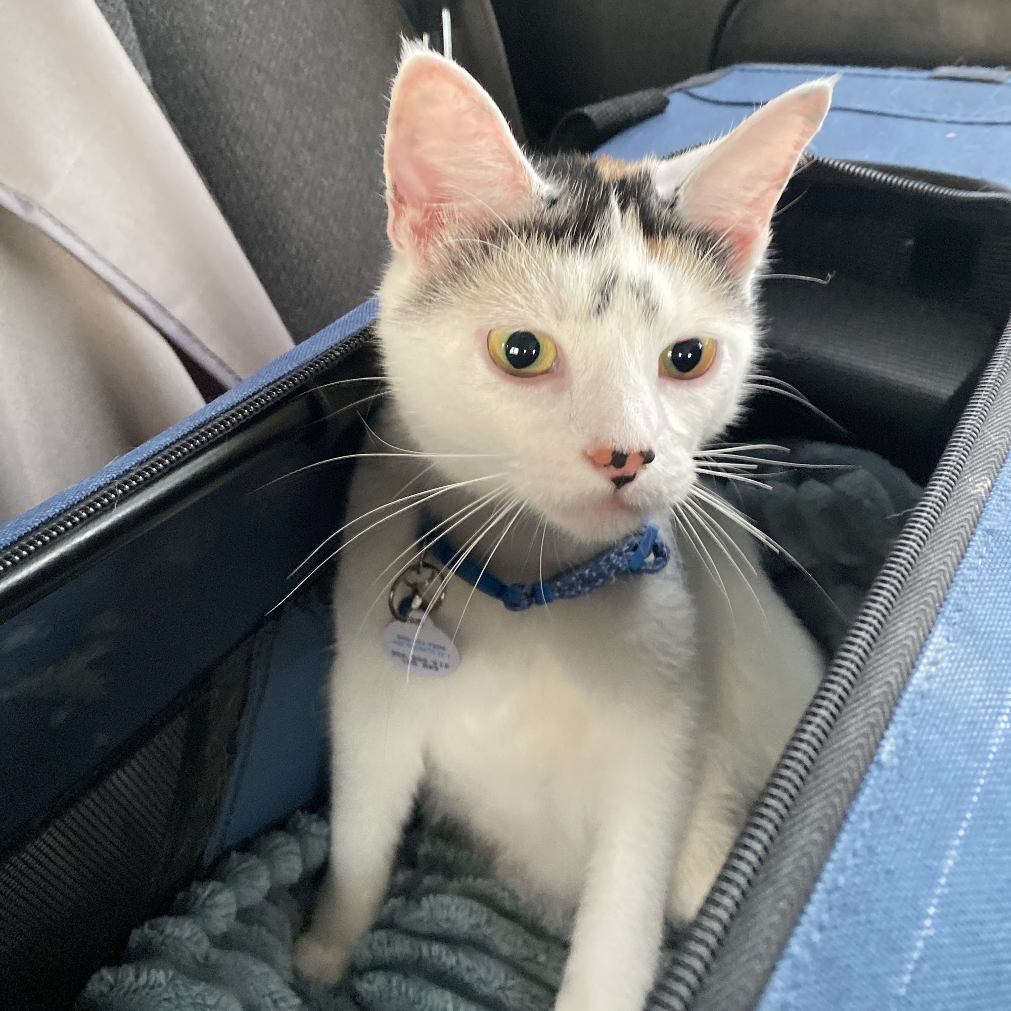 Shaggy Dog Lodge & Day Spa Watertown