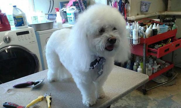 Best Friends Doggie Day Spa Watertown