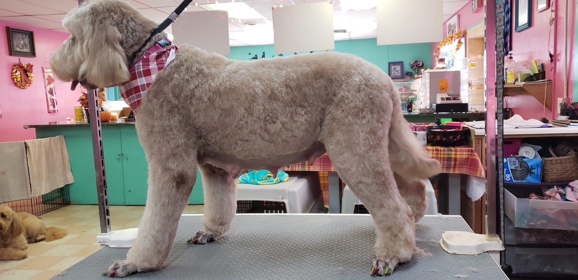 Jessie's Pet Spa Watertown