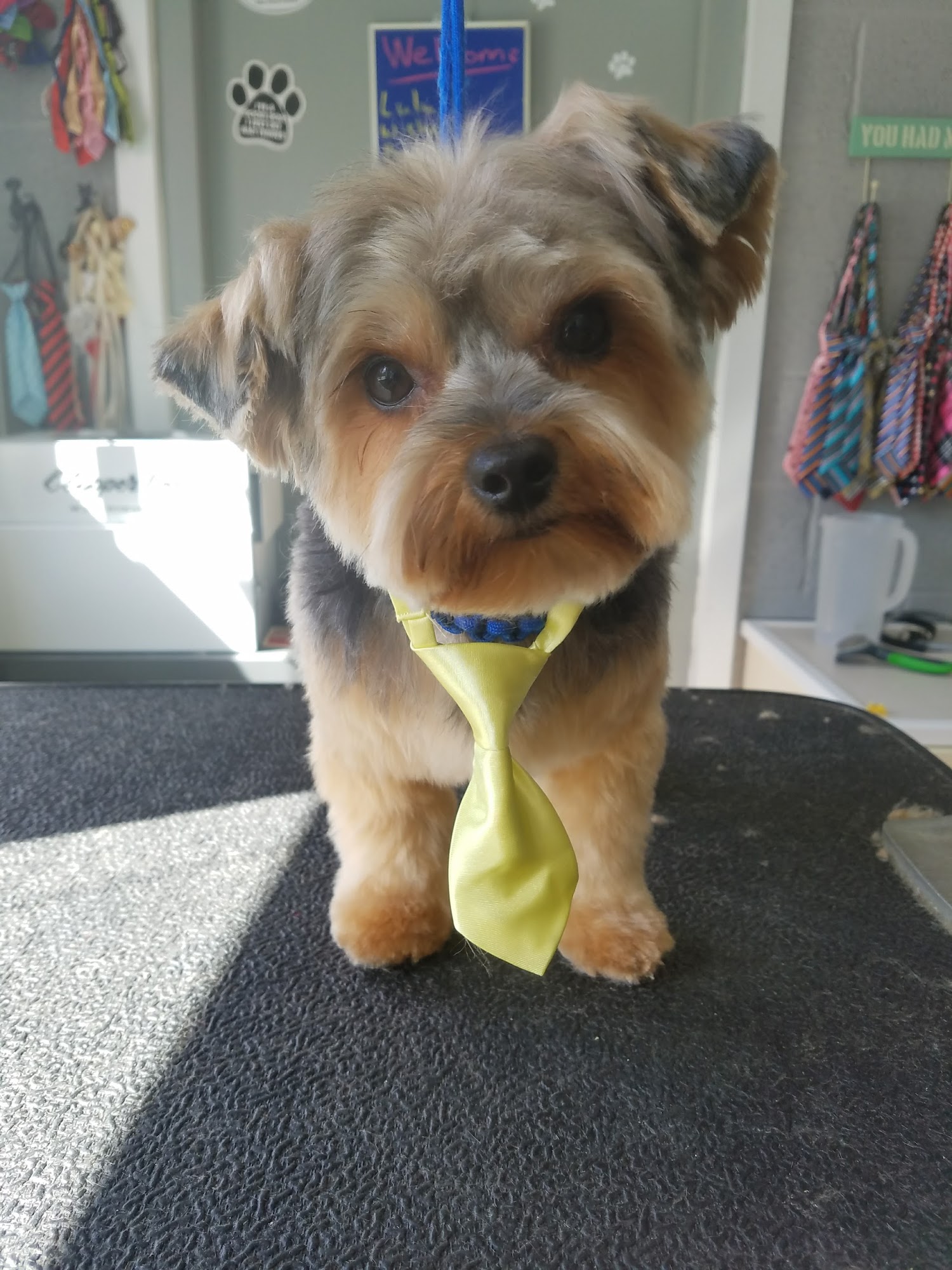A Happy Tail Pet Spa Watertown