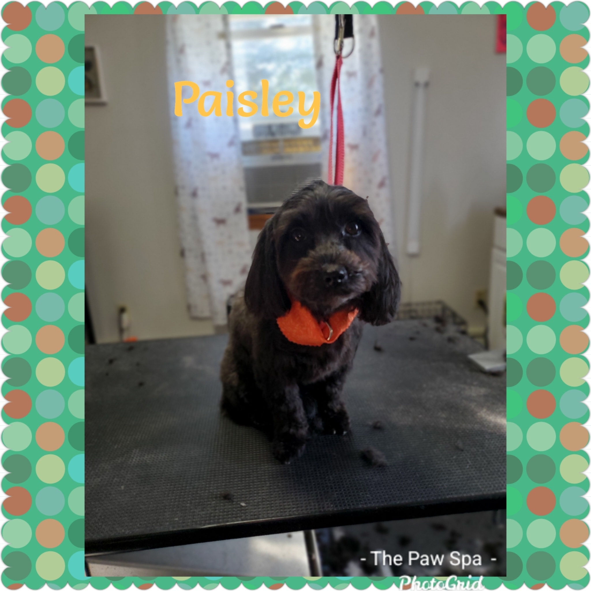 The Paw Spa Watertown