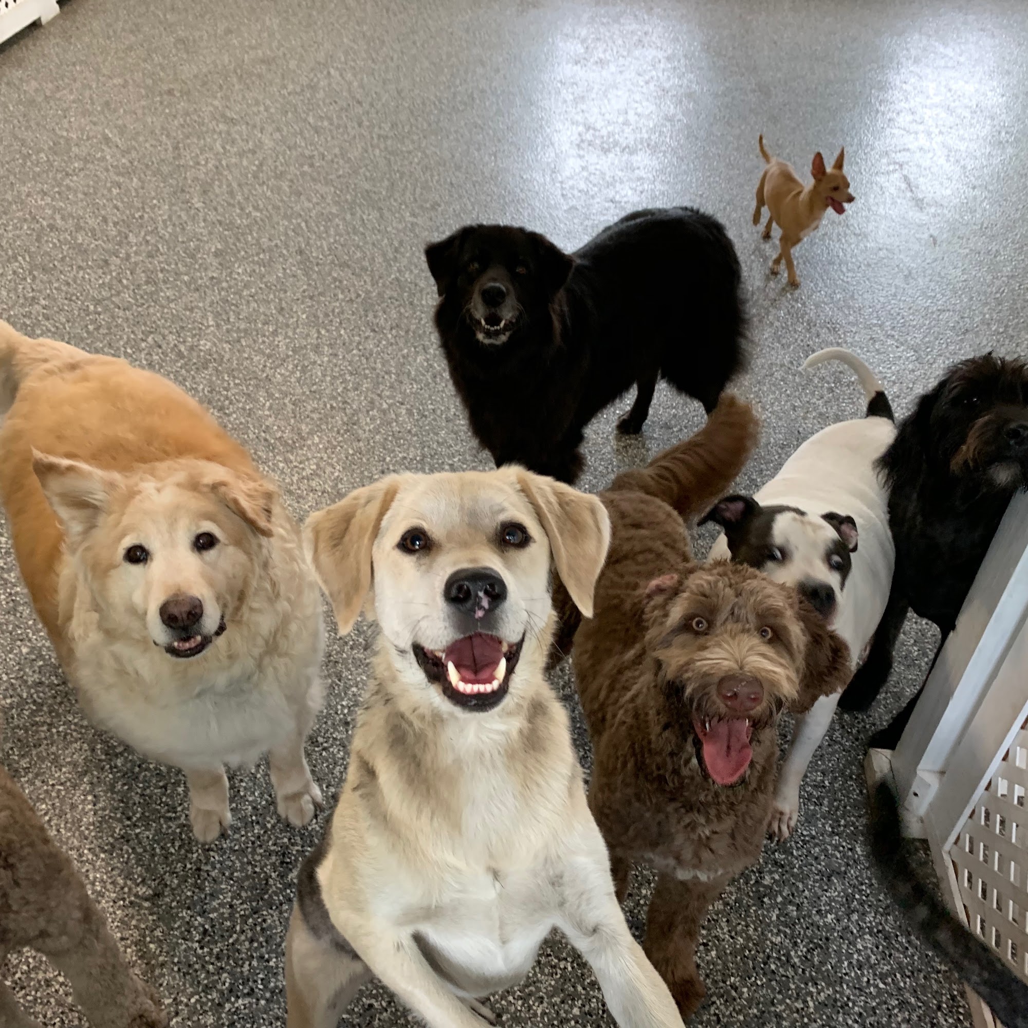 Karol's Canine Cuts and Doggy Daycare Watertown