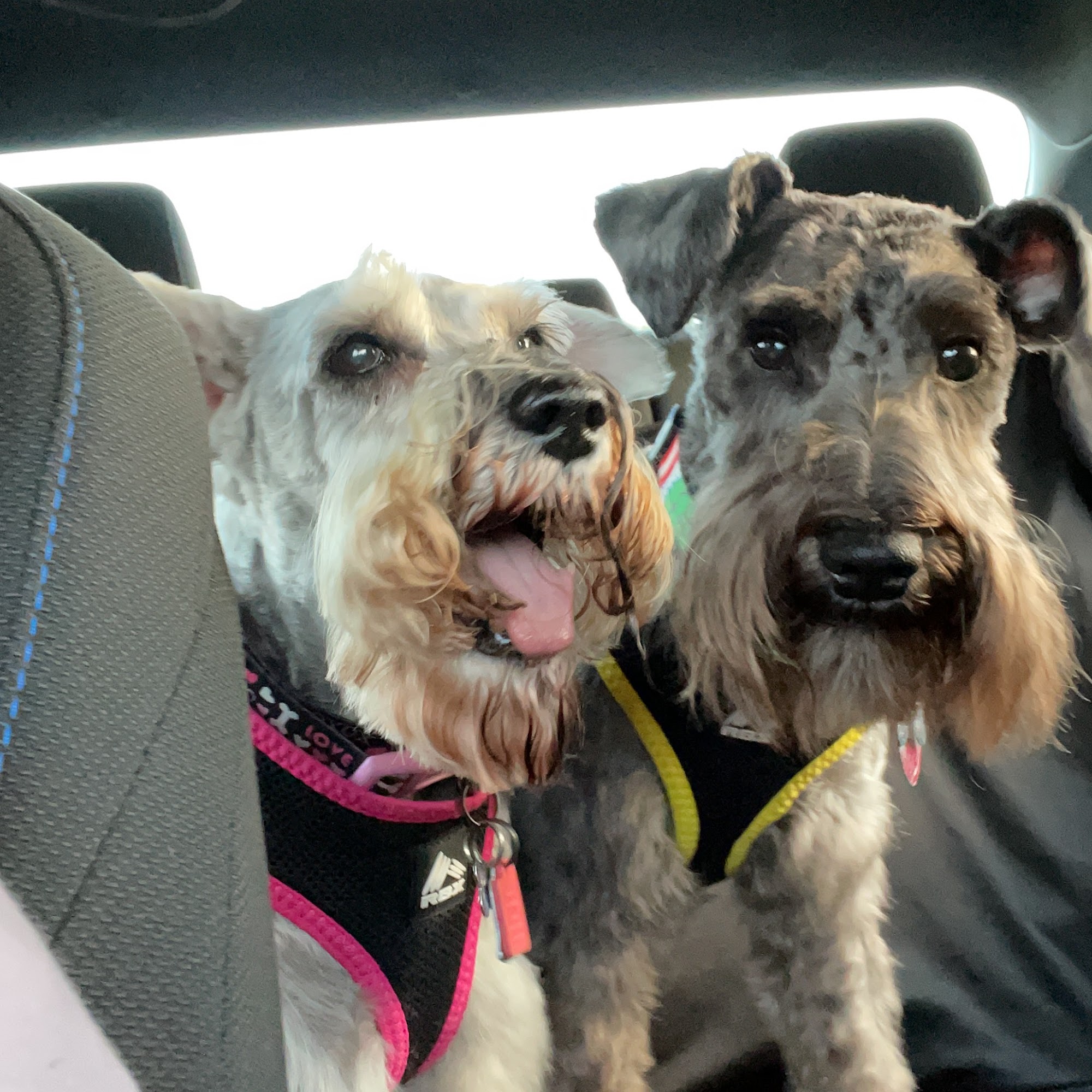 Pampered Pooch Watertown