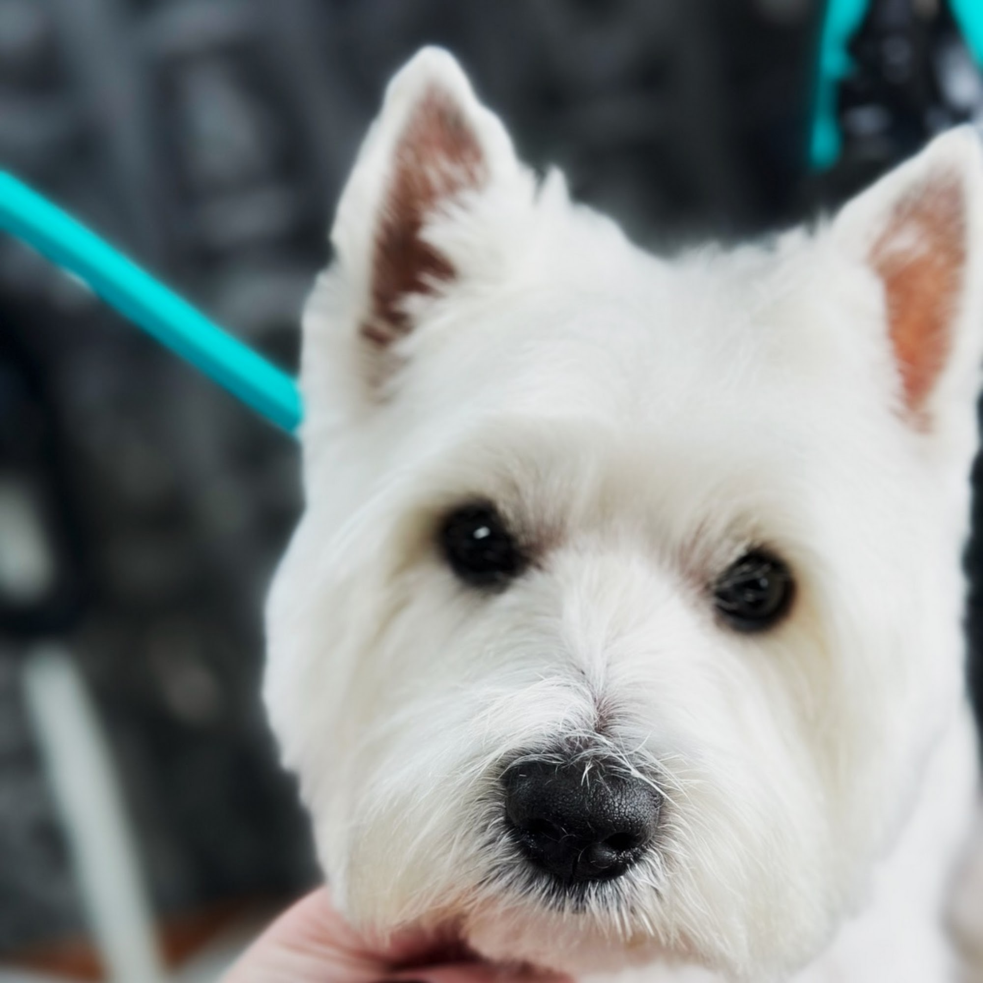 An Tara Grooming Watertown