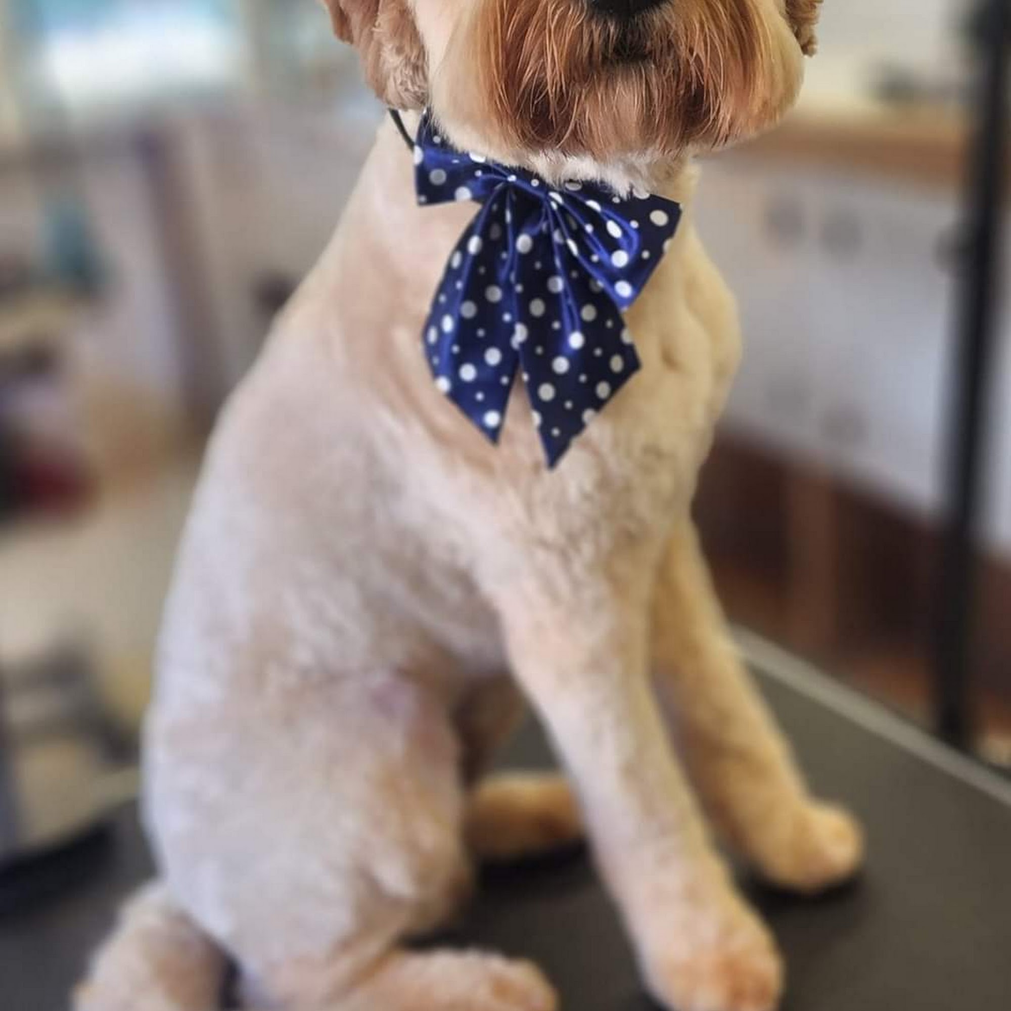 Theresa's Puppy Palace Watertown