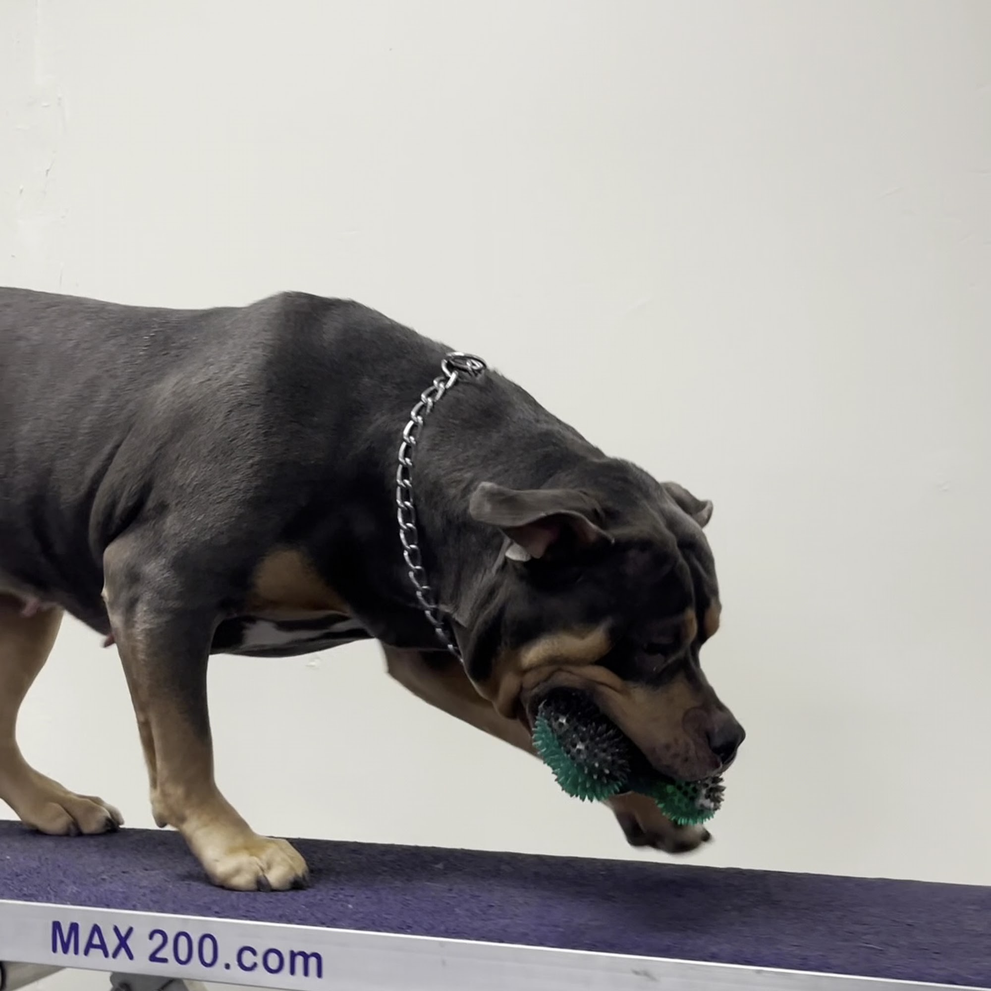 North Country Canine, LLC Watertown