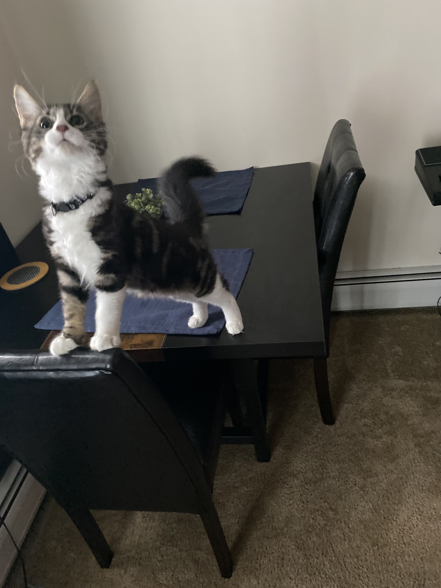 Jefferson County SPCA Watertown