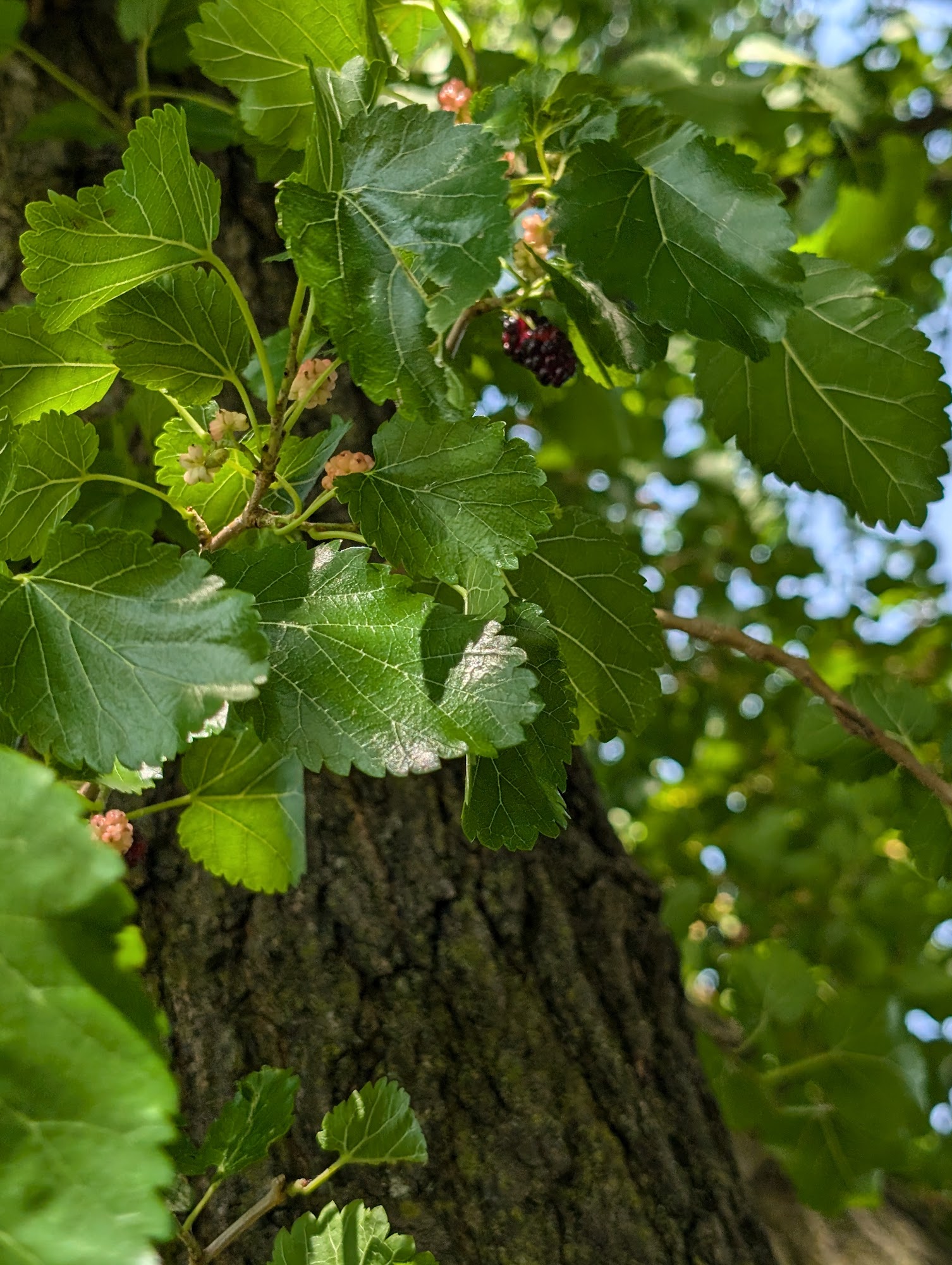 Flood Landscaping Inc