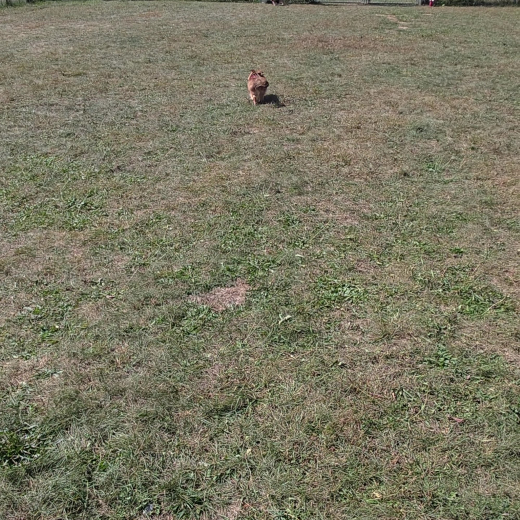 Stray Haven Humane Society Waverly