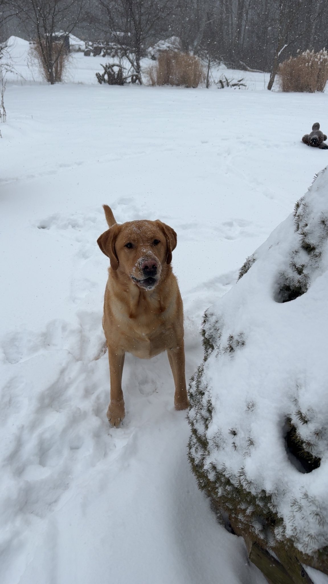 The Grumpy Grizzly Waverly