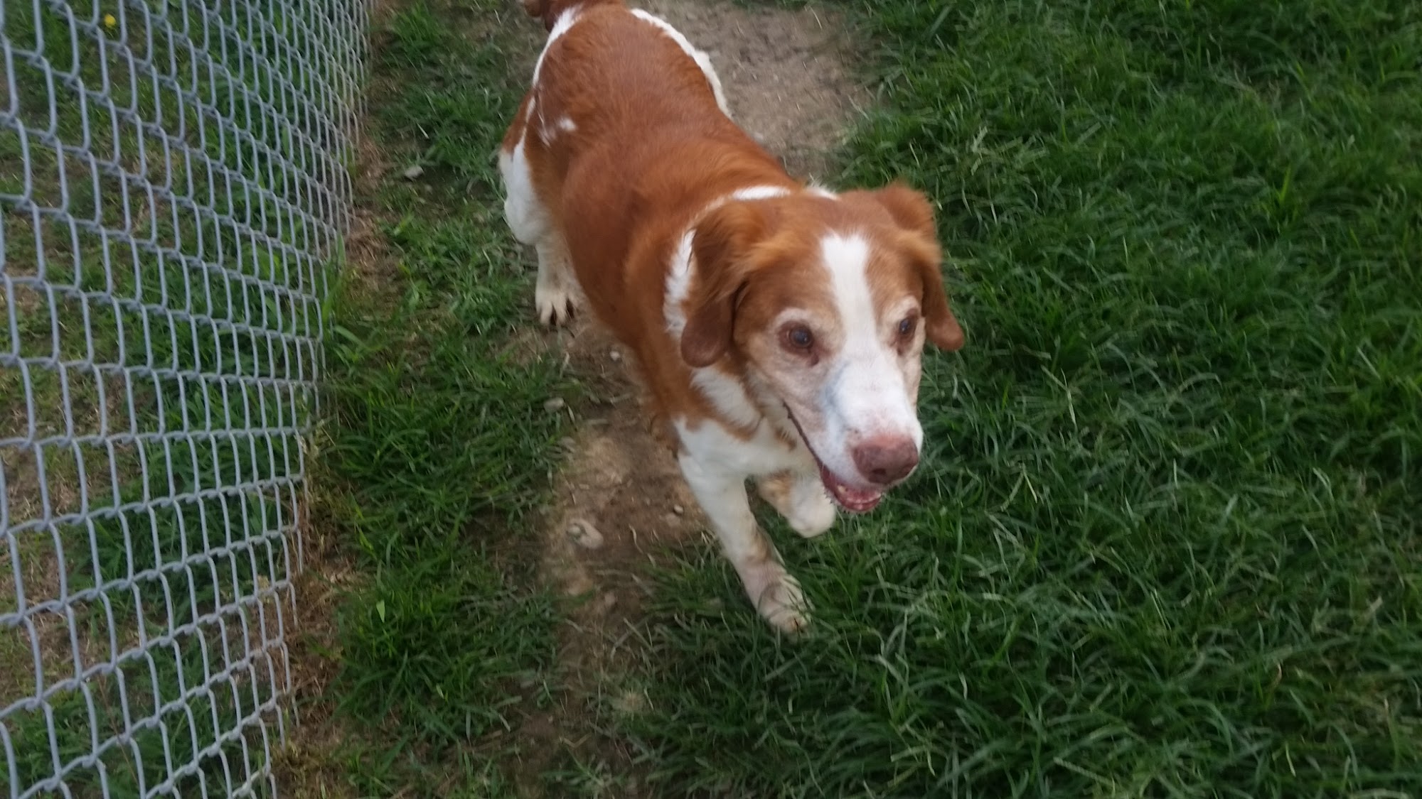 Pony Express Kennels Waverly