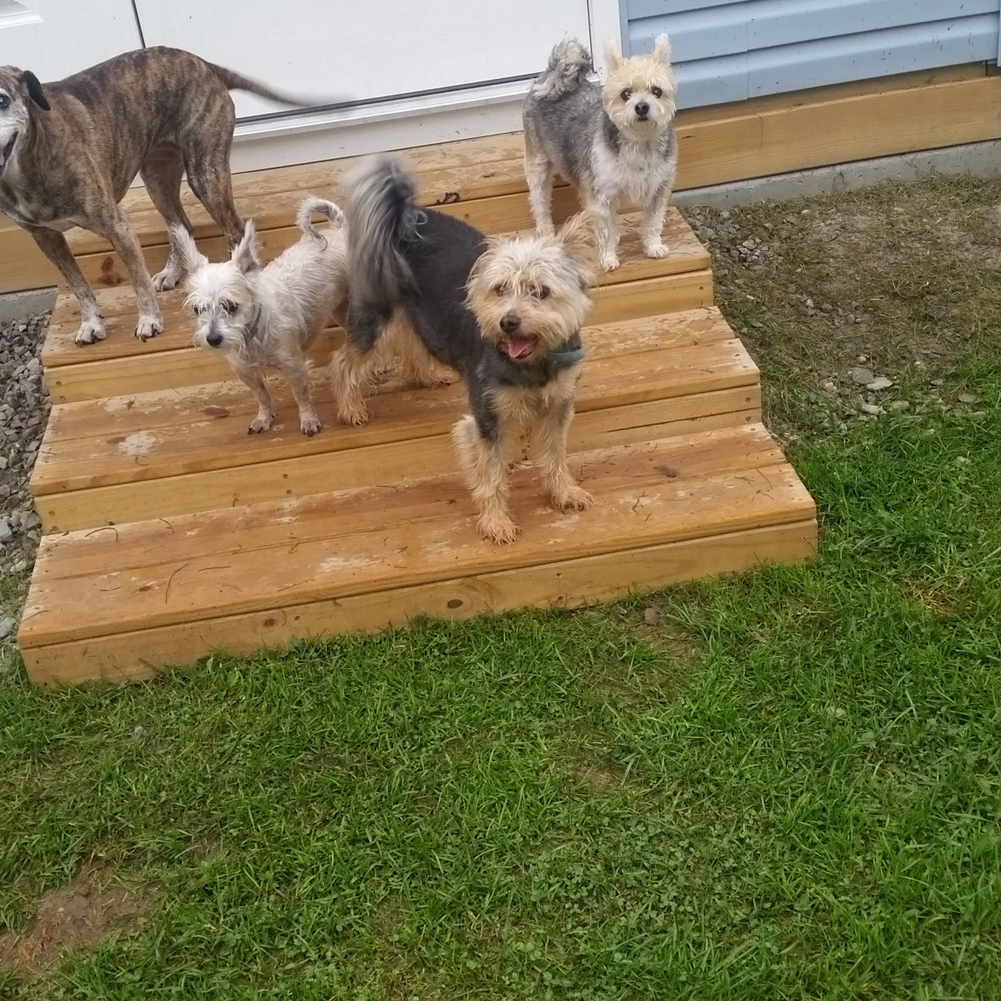 Pony Express Kennels Waverly