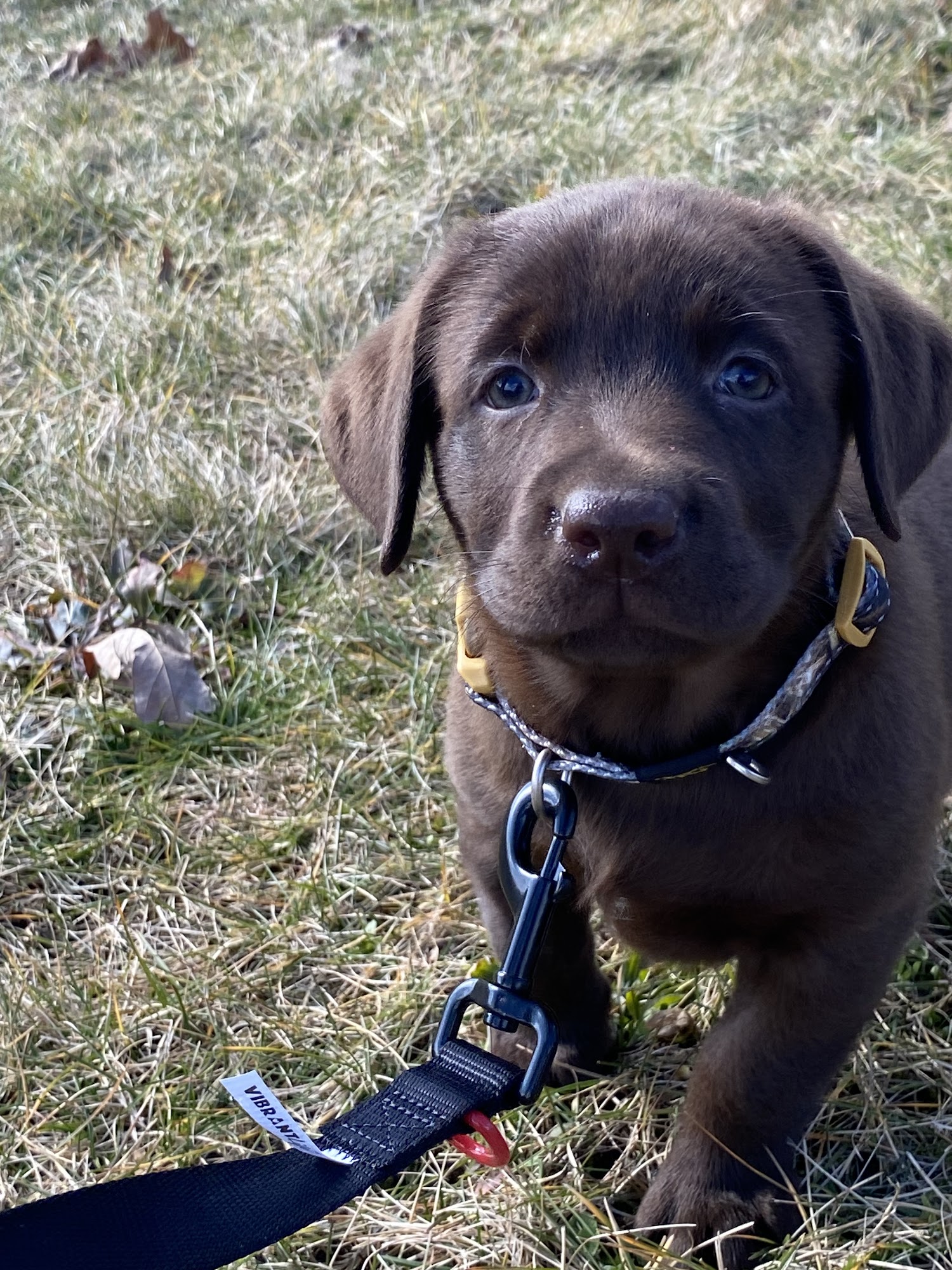 Hidden Pond Labradors Waverly