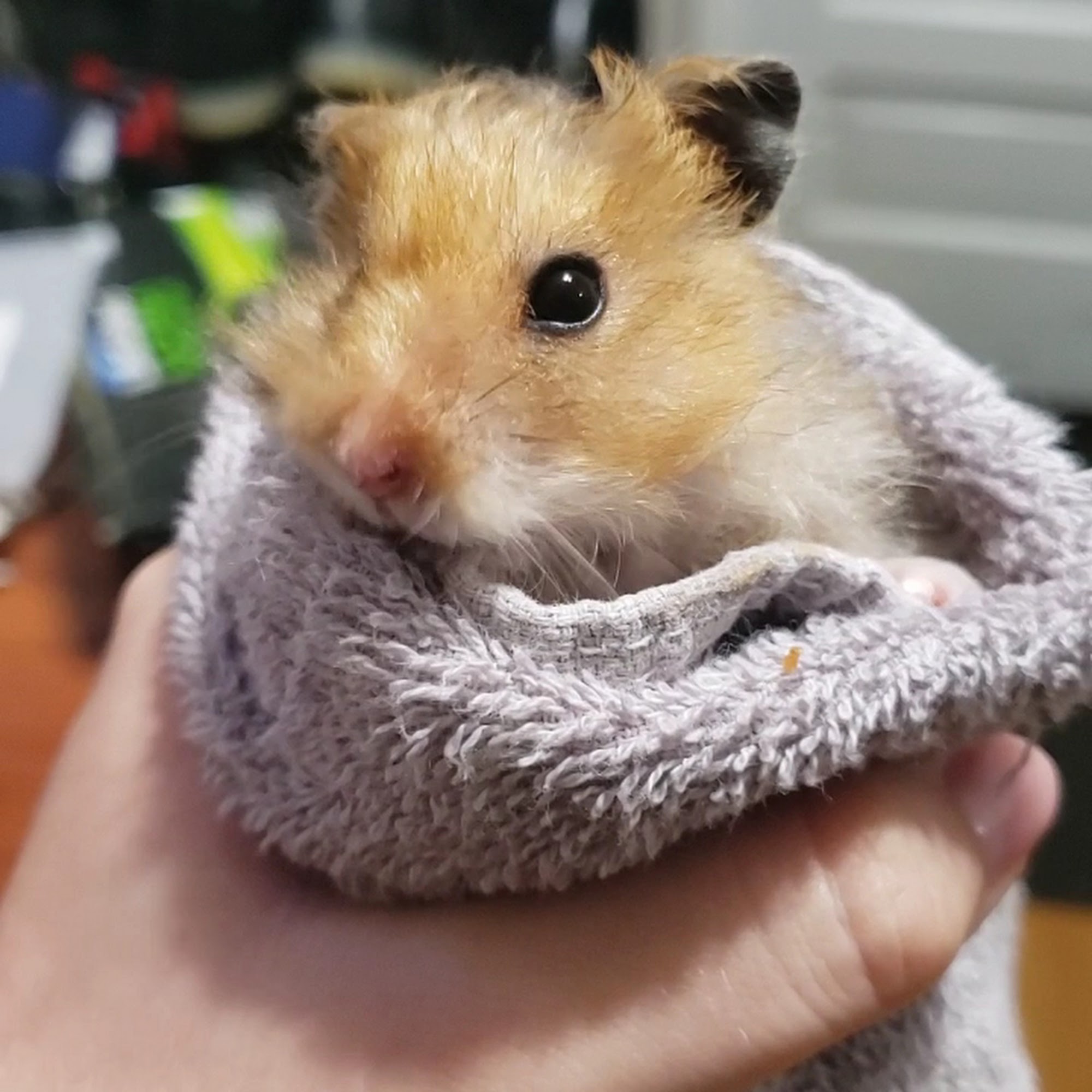 Bayview Animal Hospital Webster