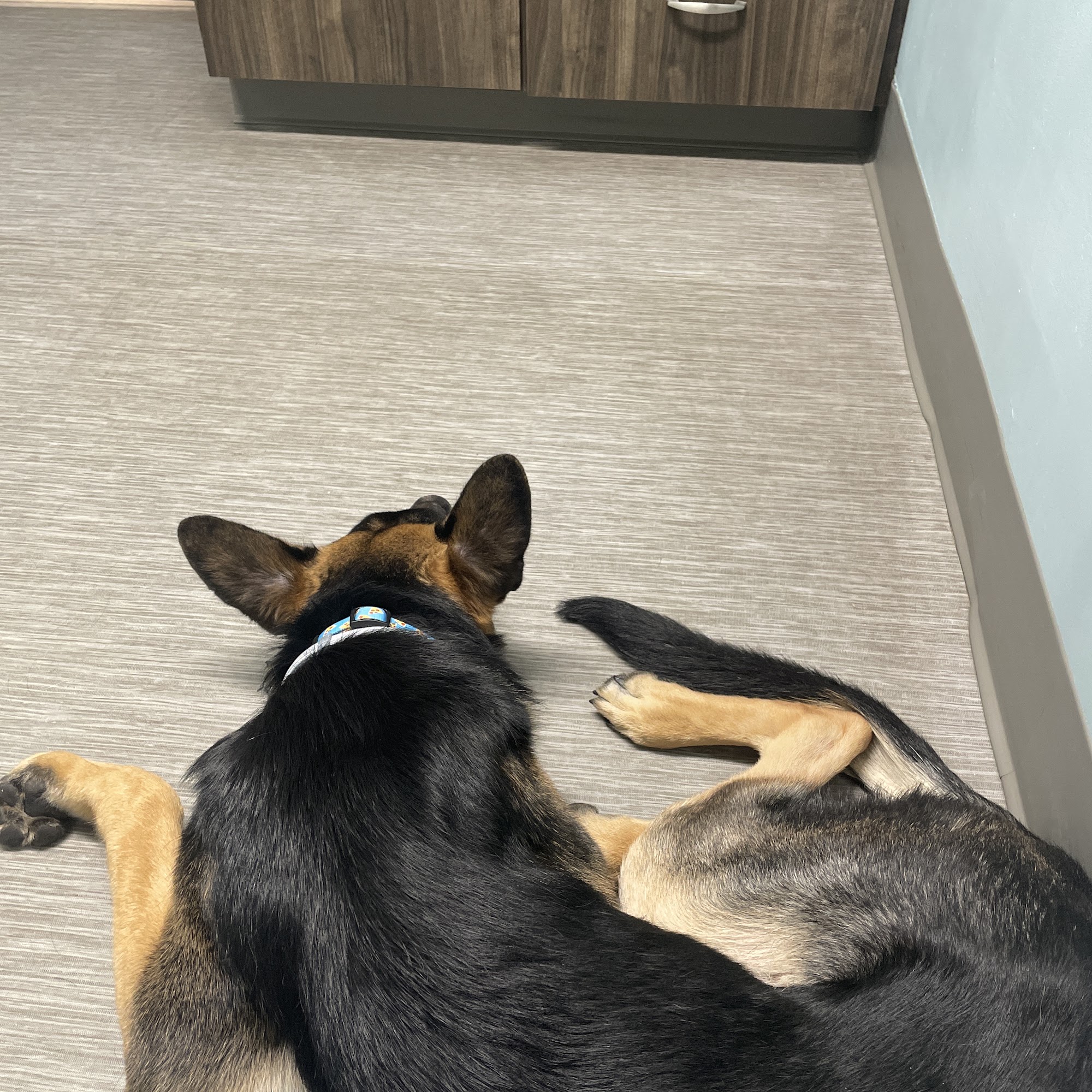 Webster Veterinary Clinic Webster