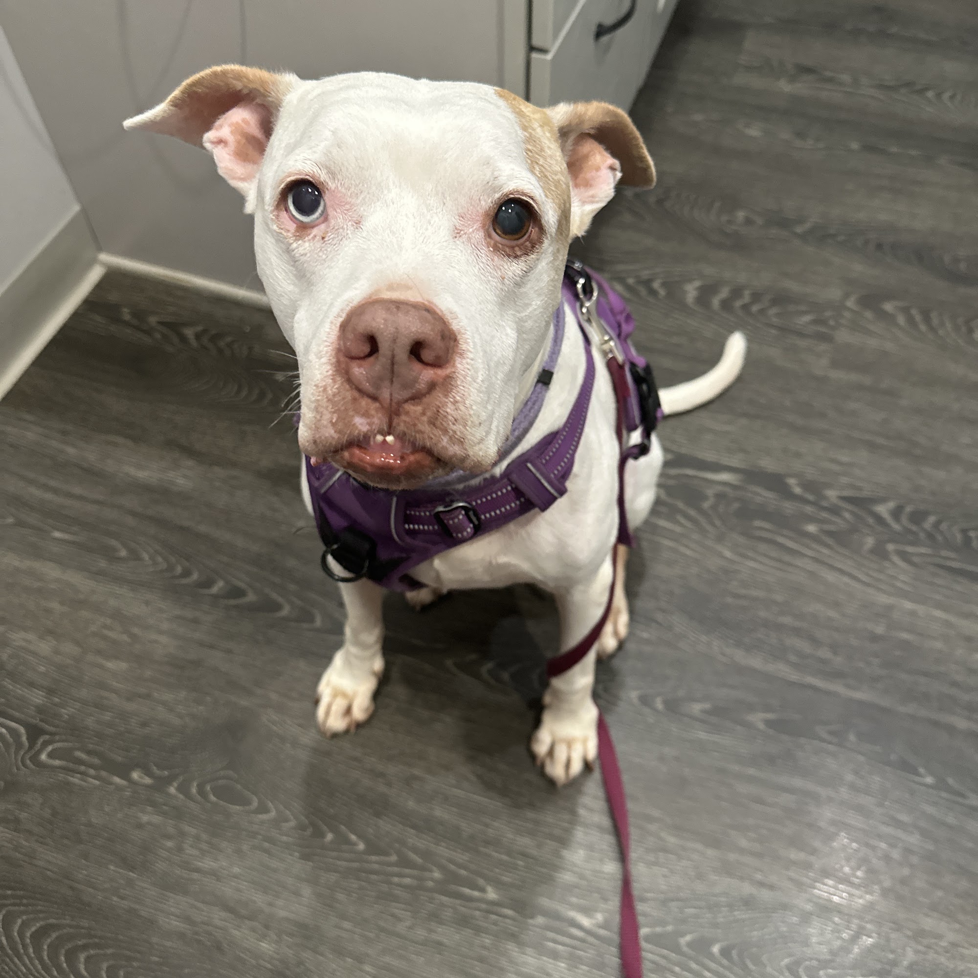 Laurelton Bayside Animal Hospital Webster