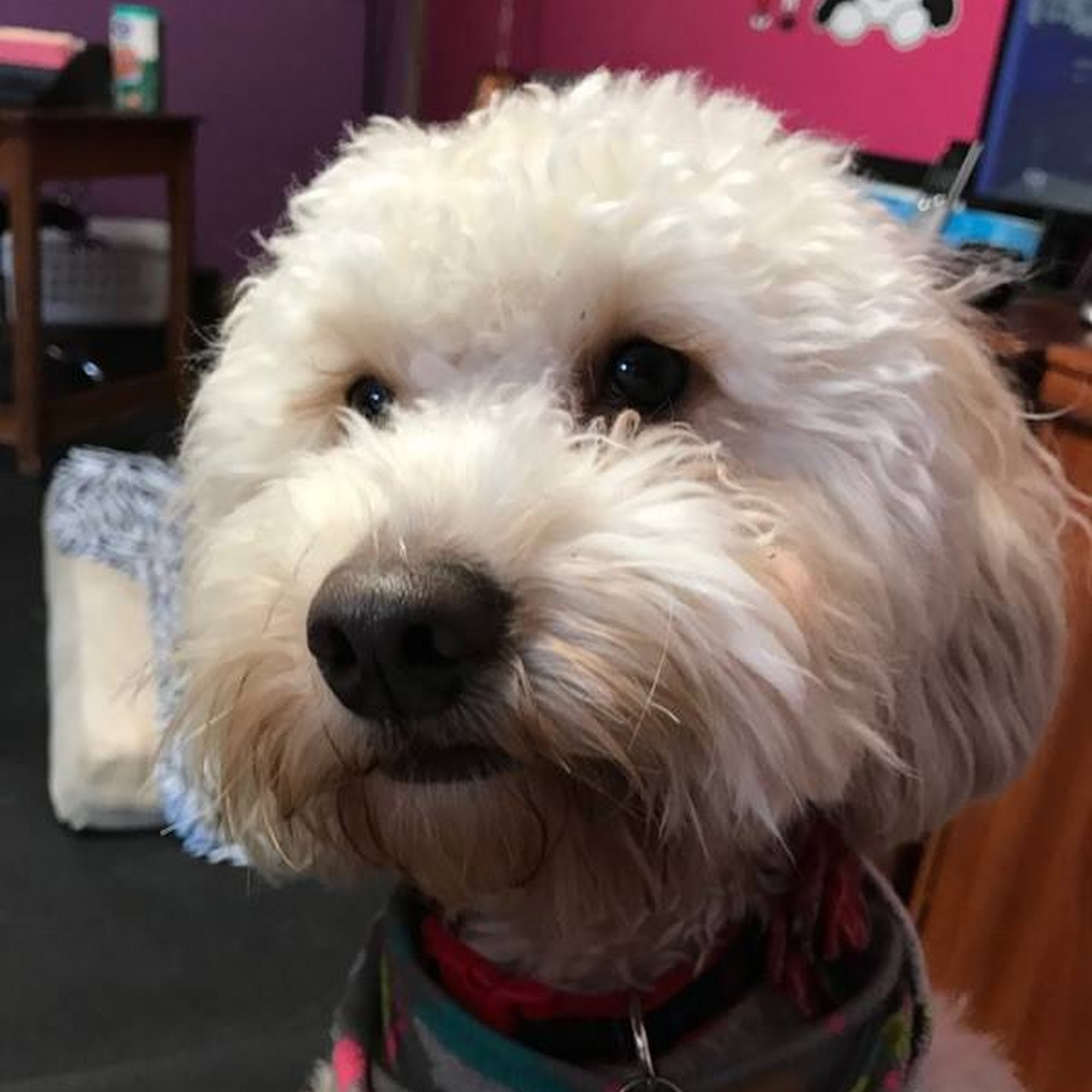 Stay & Play Dog Hotel & Daycare Webster