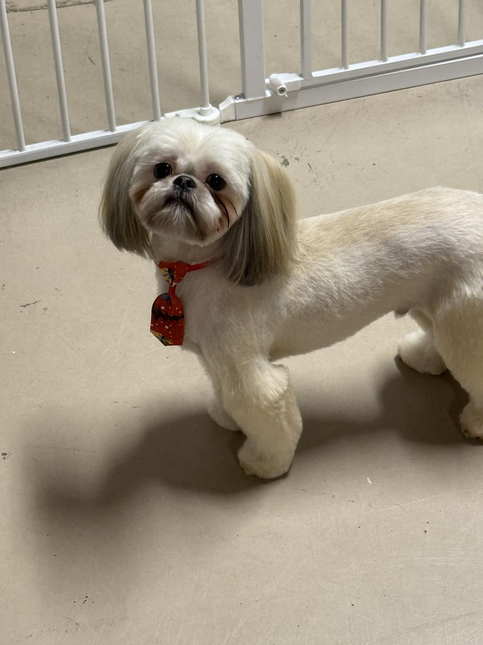 Ultimutt Grooming Webster