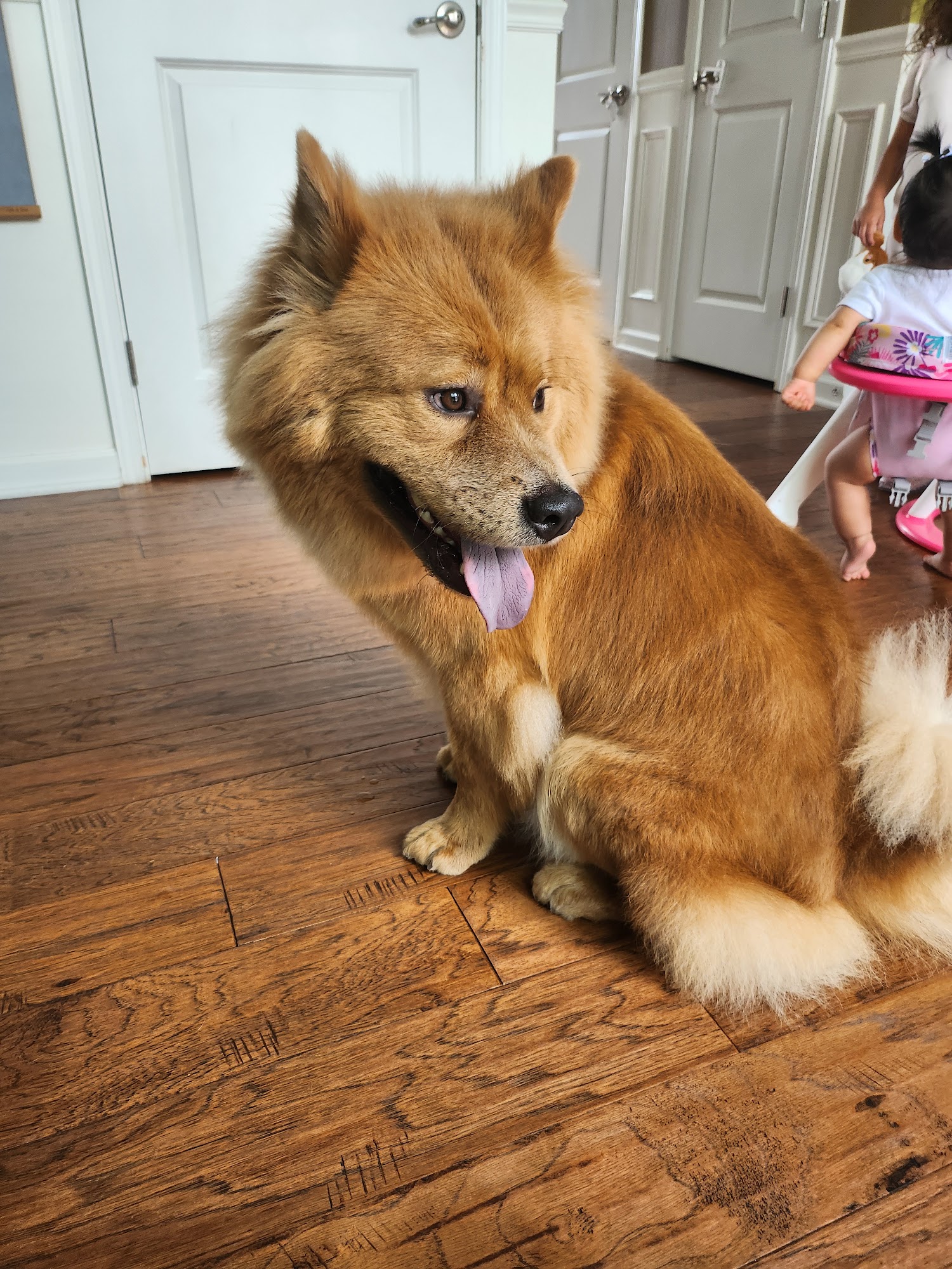 Bubble Pup Parlor Webster