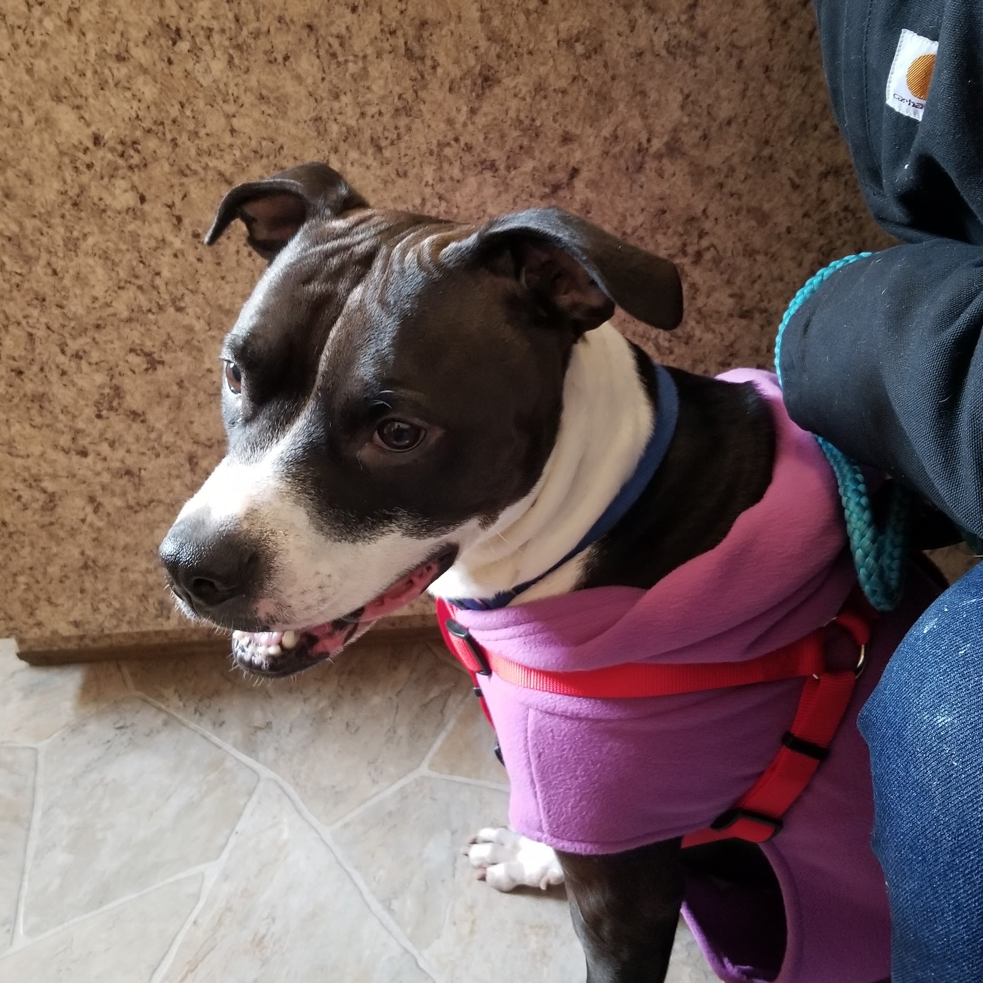 Wellsville Veterinary Hospital Wellsville