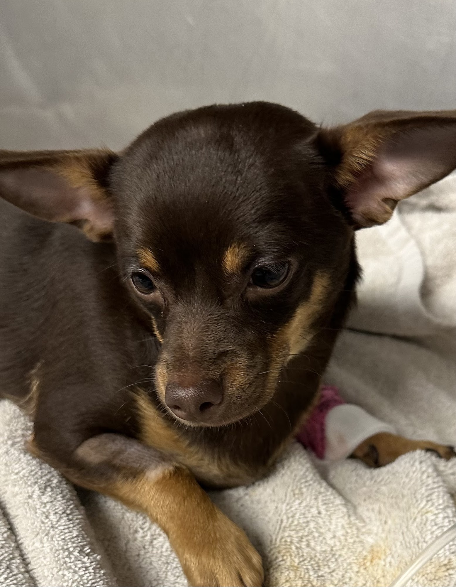 Aldrich Animal Hospital West Babylon