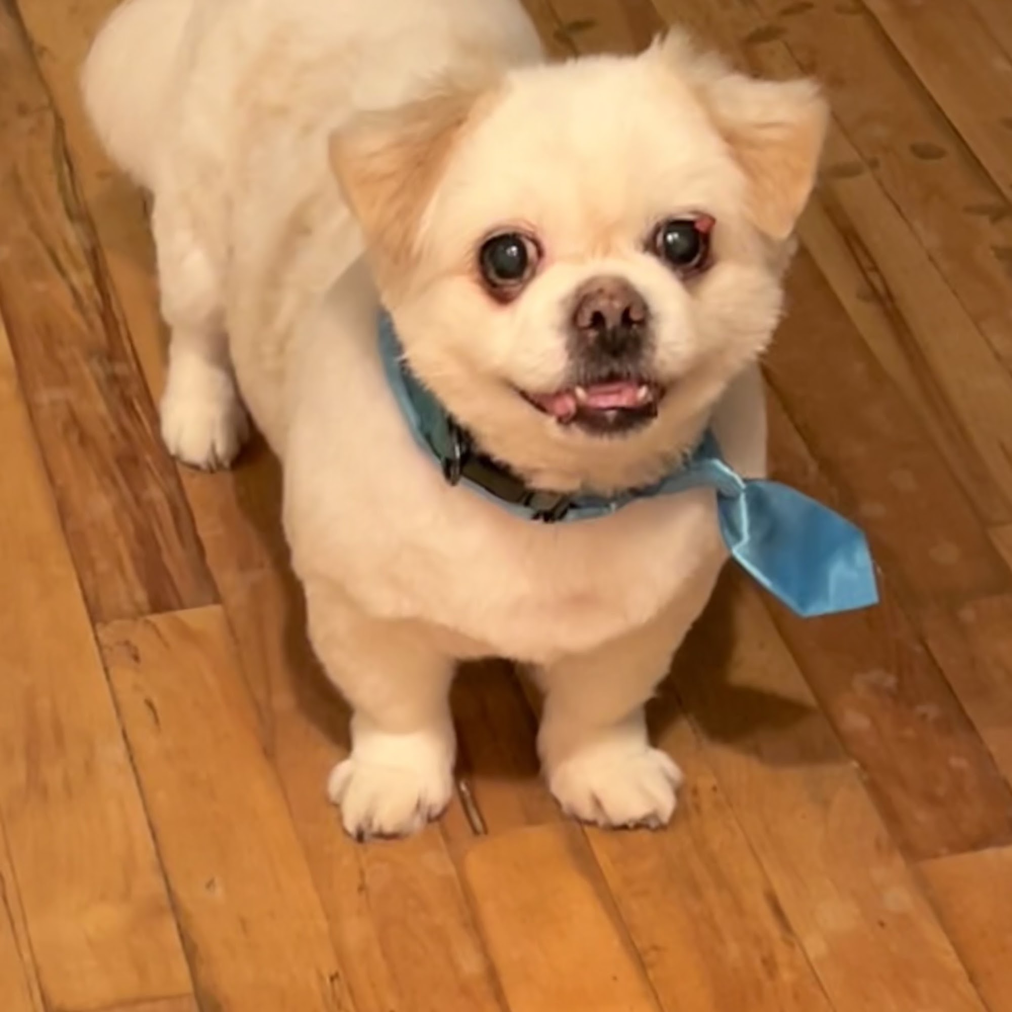 West Babylon Animal Hospital West Babylon