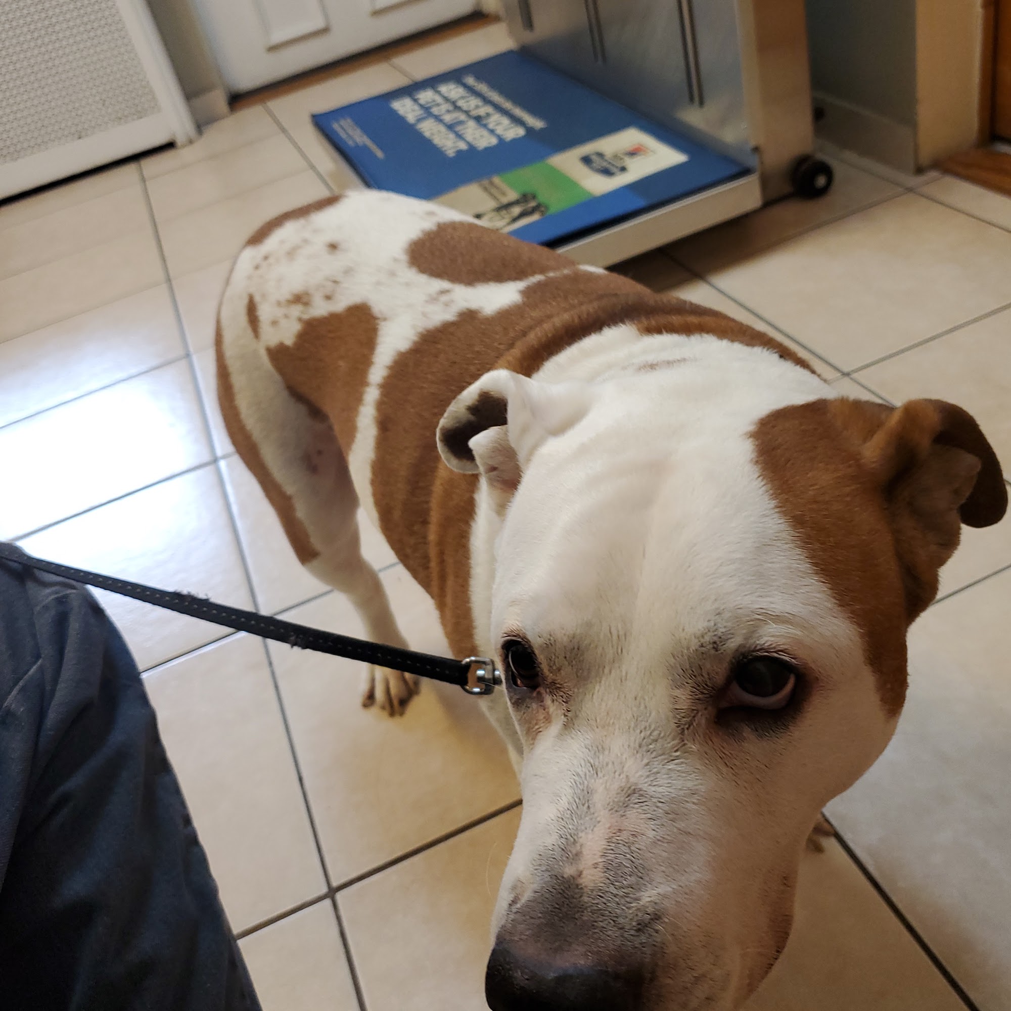 West Hempstead Animal Hospital West Hempstead