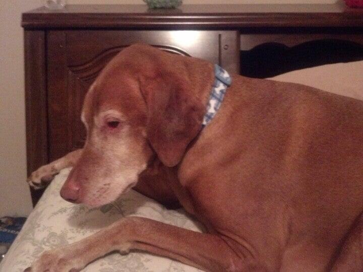 Pet Supplies Plus West Hempstead West Hempstead