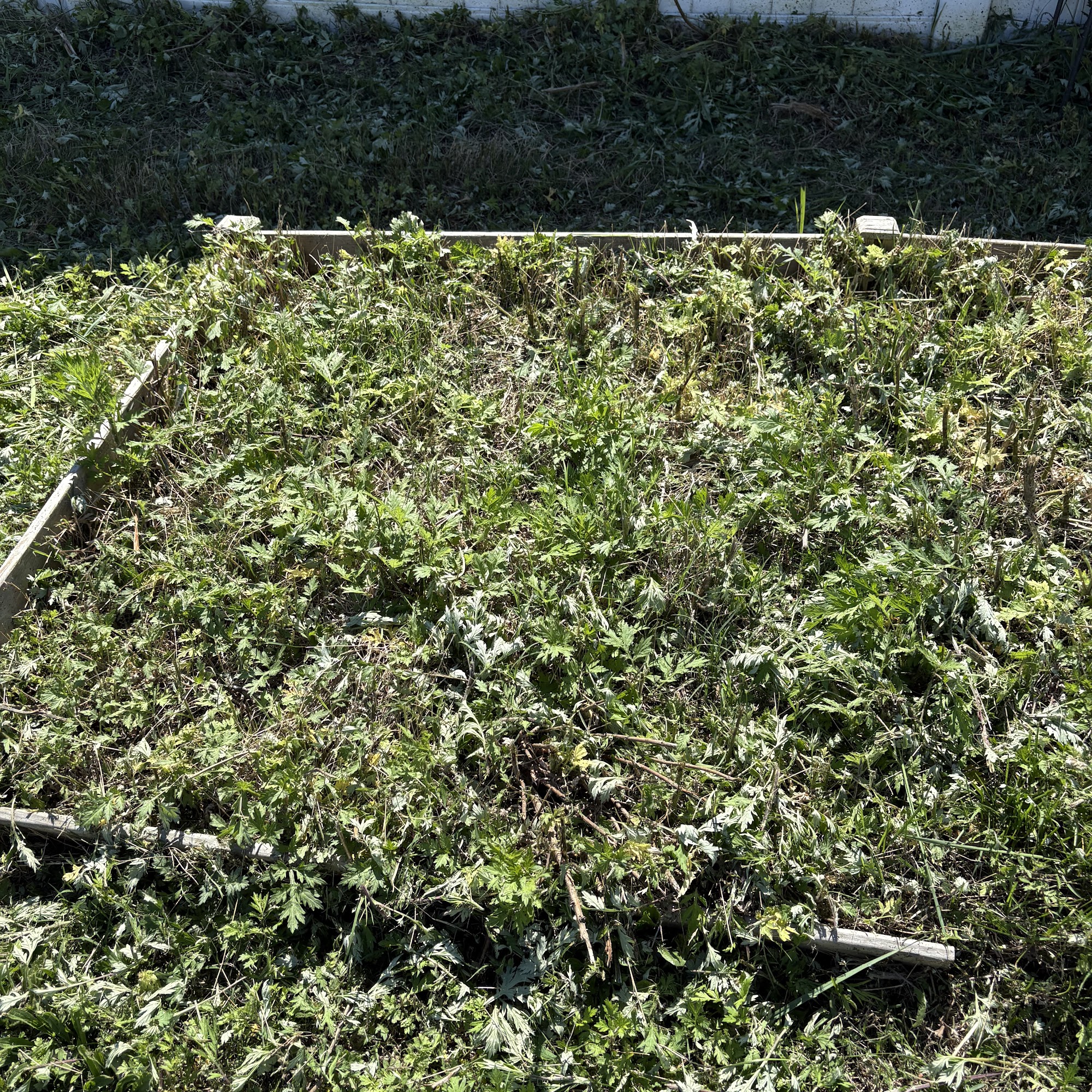 Mejia Landscaping