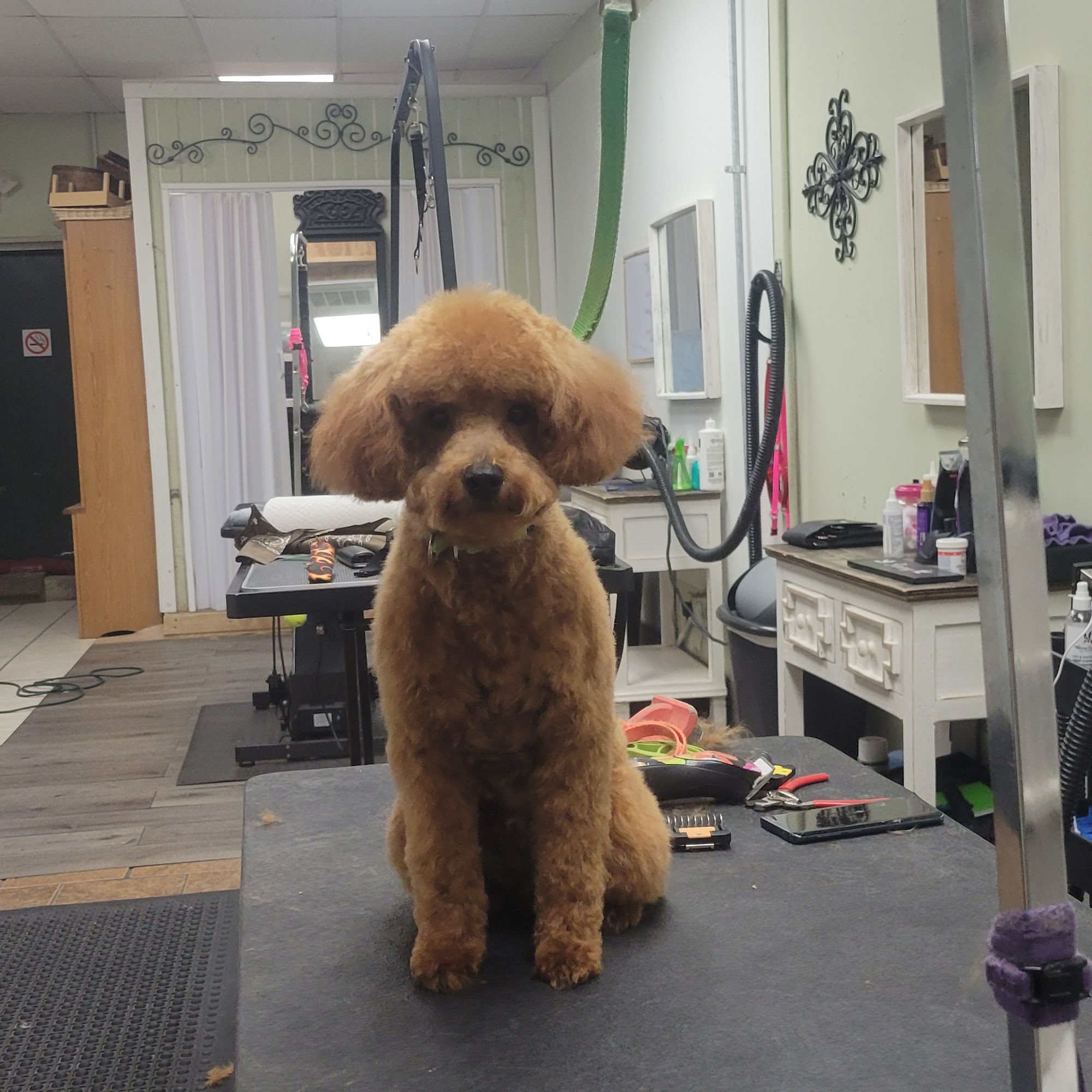 Healthy Pet Grooming & Supply Inc. West Islip