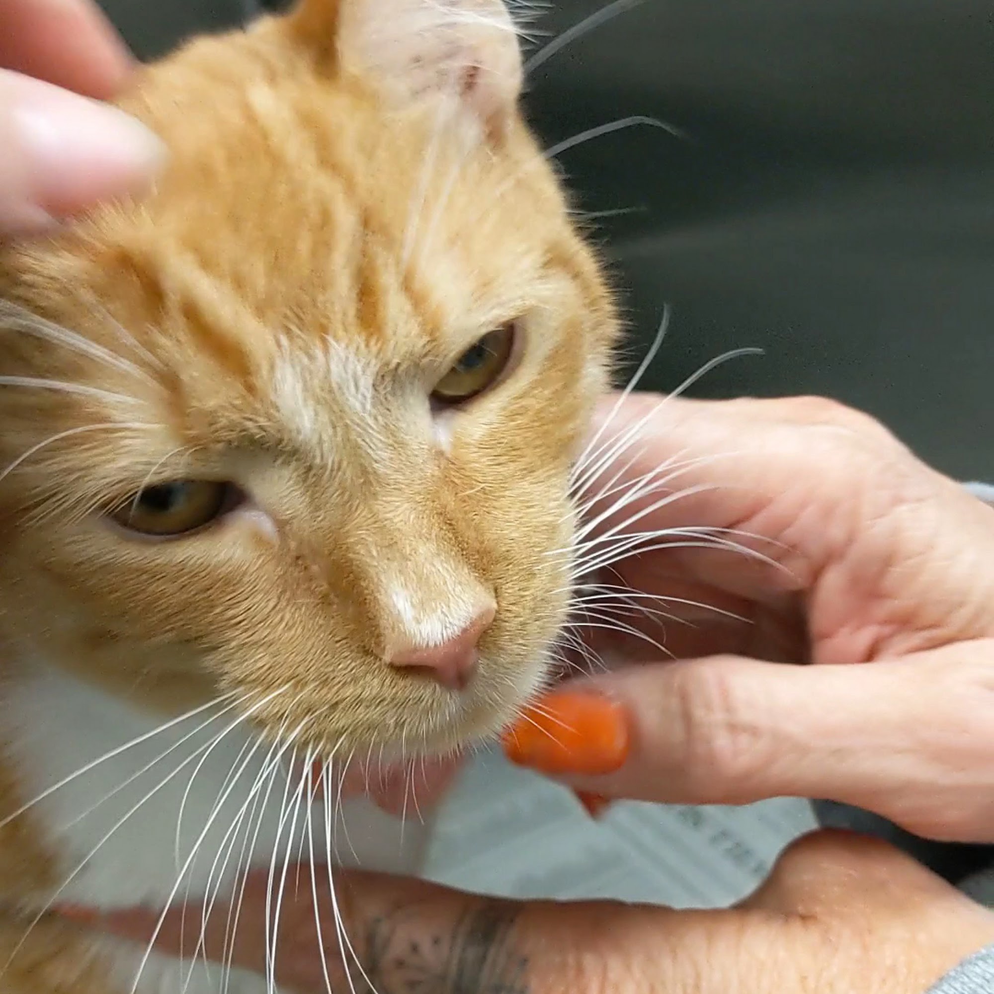 SPCA Serving Erie County West Seneca