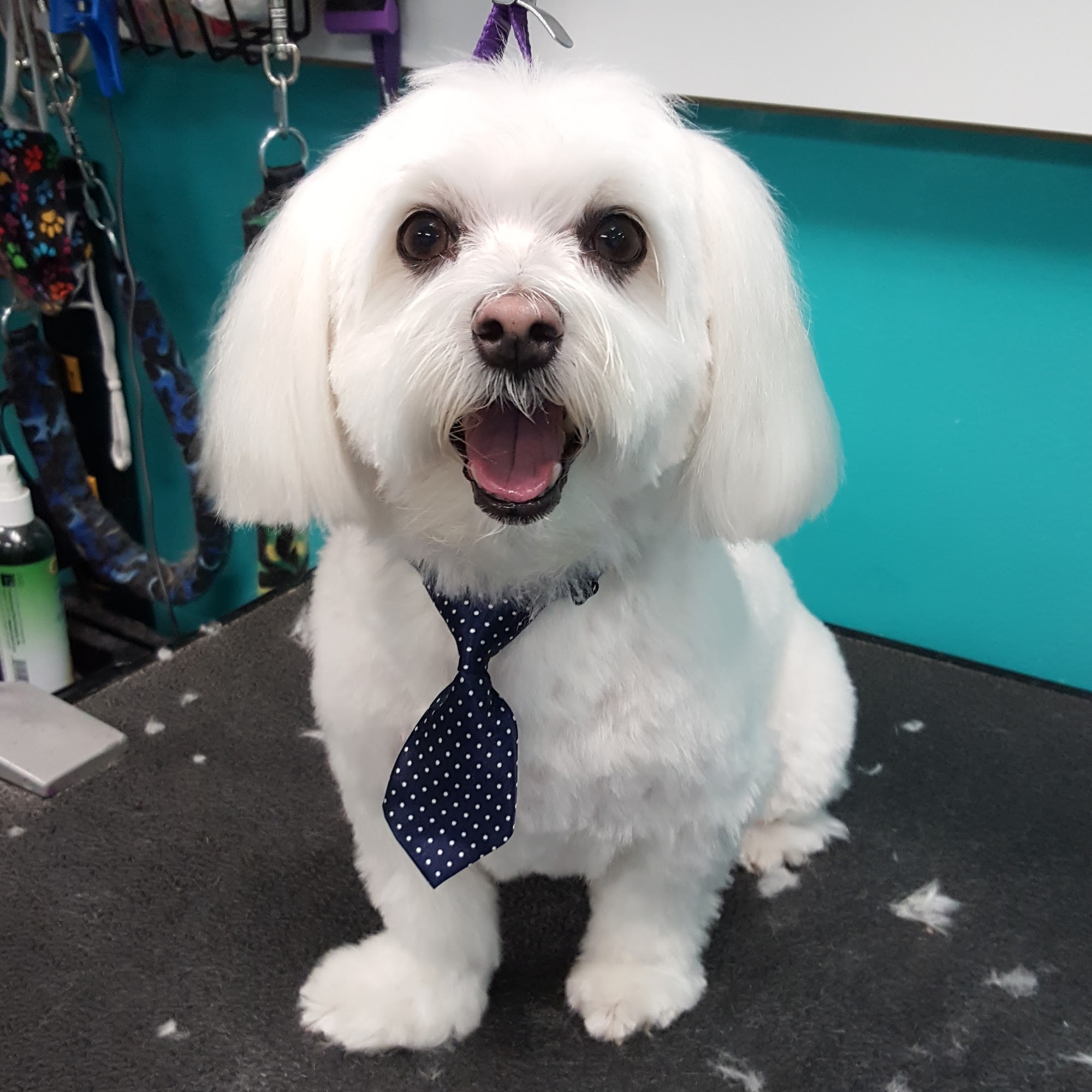 Spaw Pet Salon of Westbury Westbury