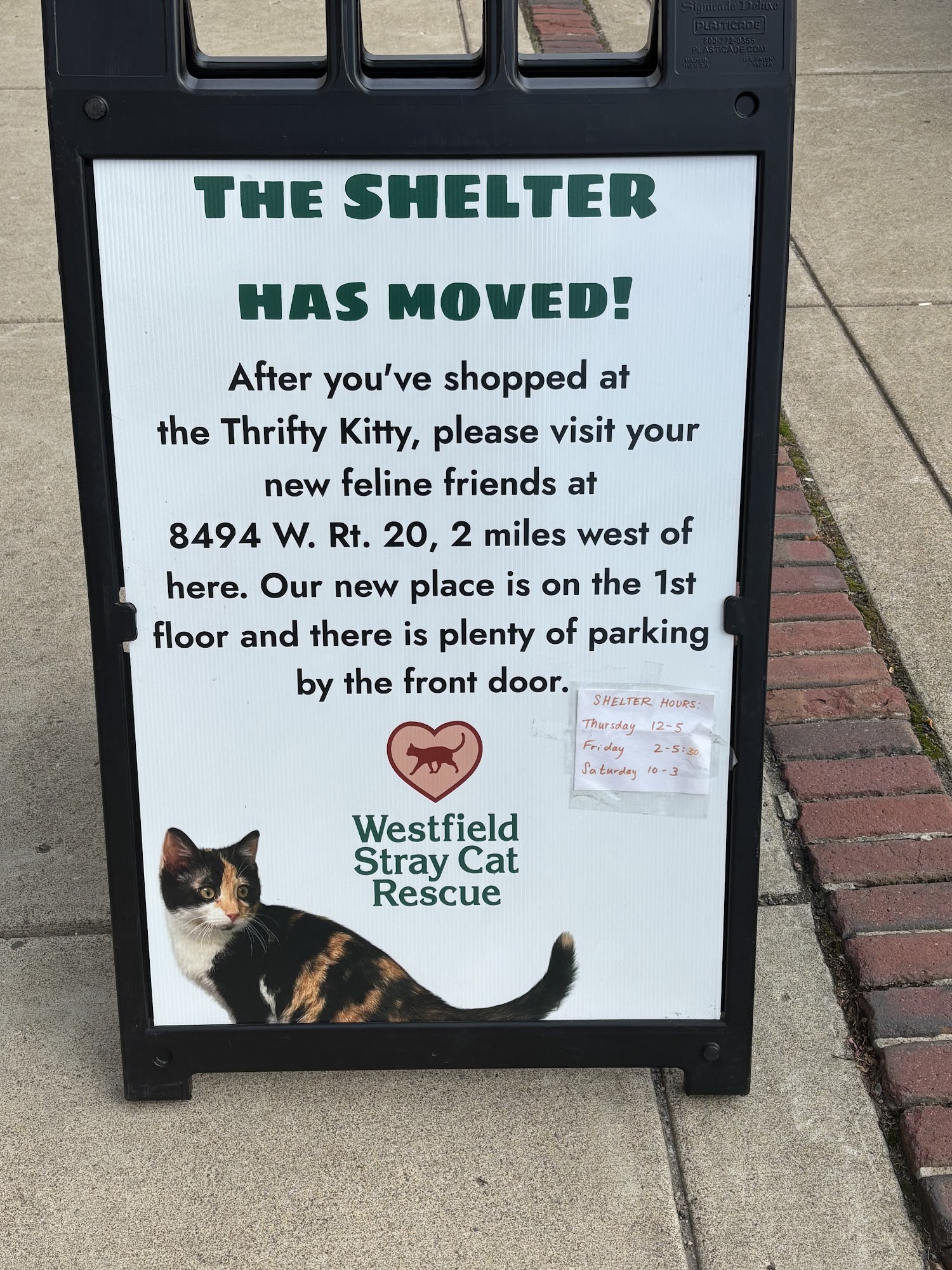 Westfield Stray Cat Rescue Westfield