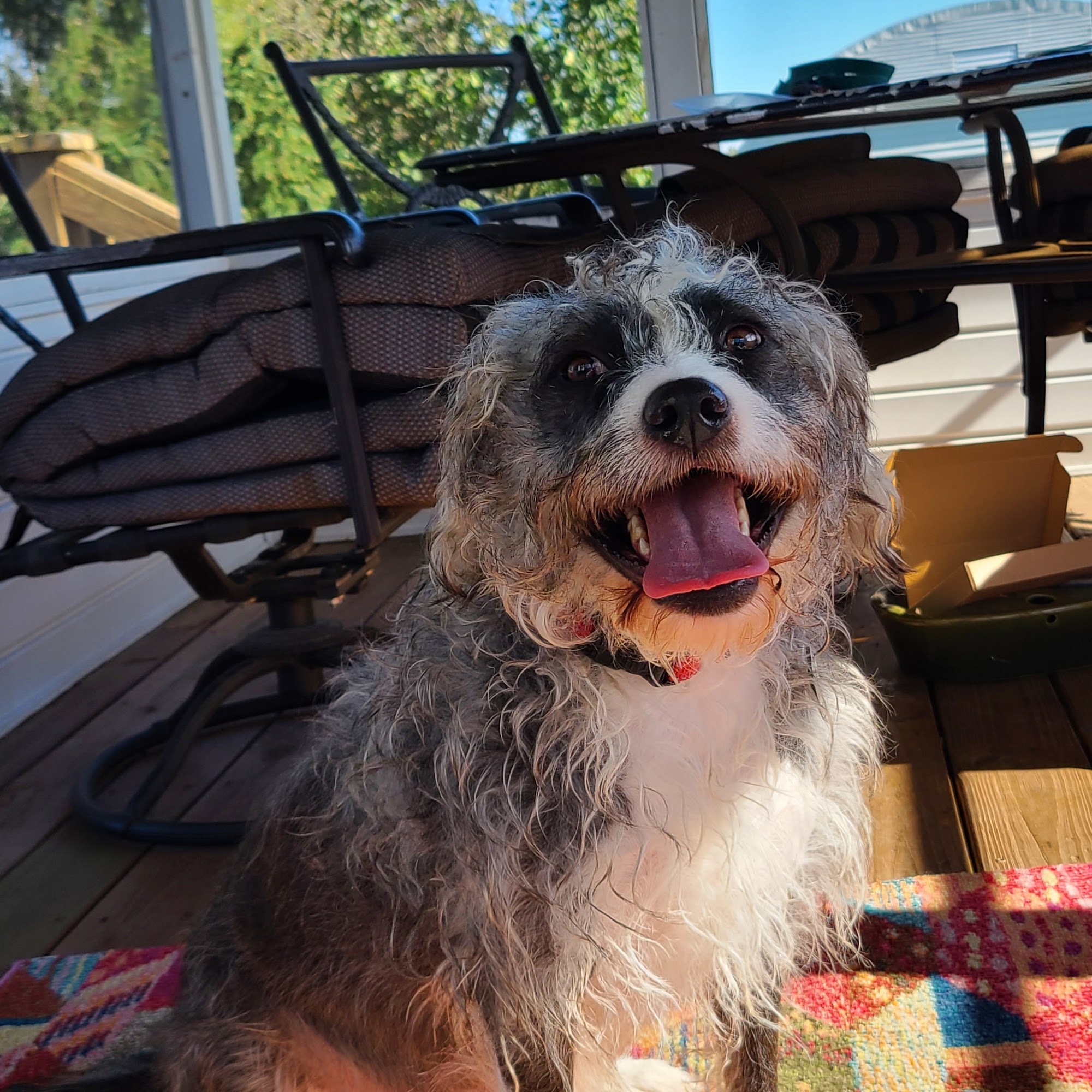 CNY Veterinary Medical Services Westmoreland