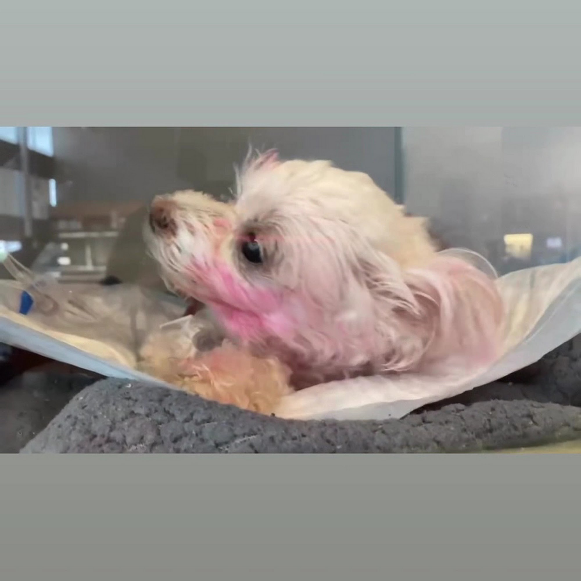 Veterinary Emergency Group White Plains