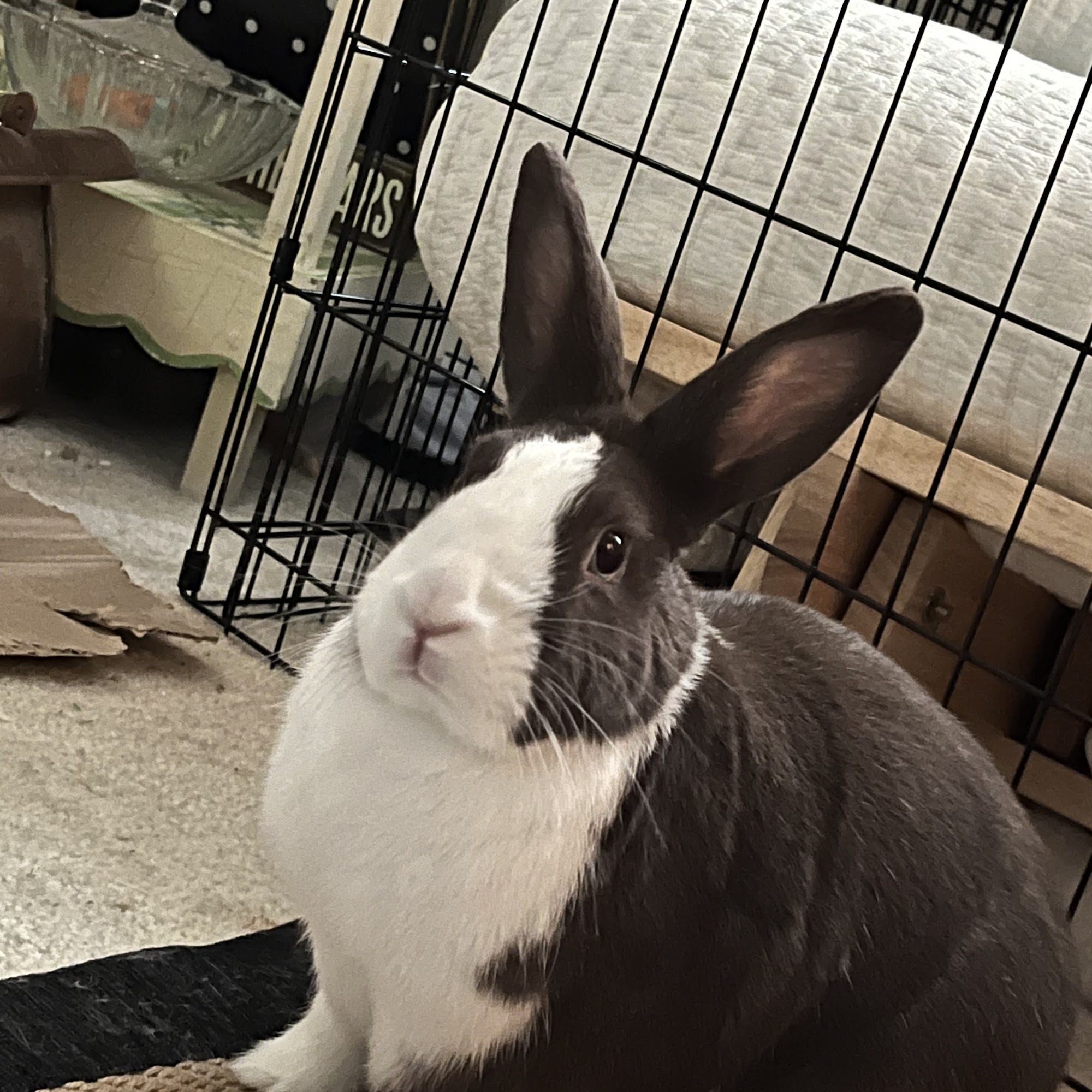 Dakota Veterinary Center White Plains