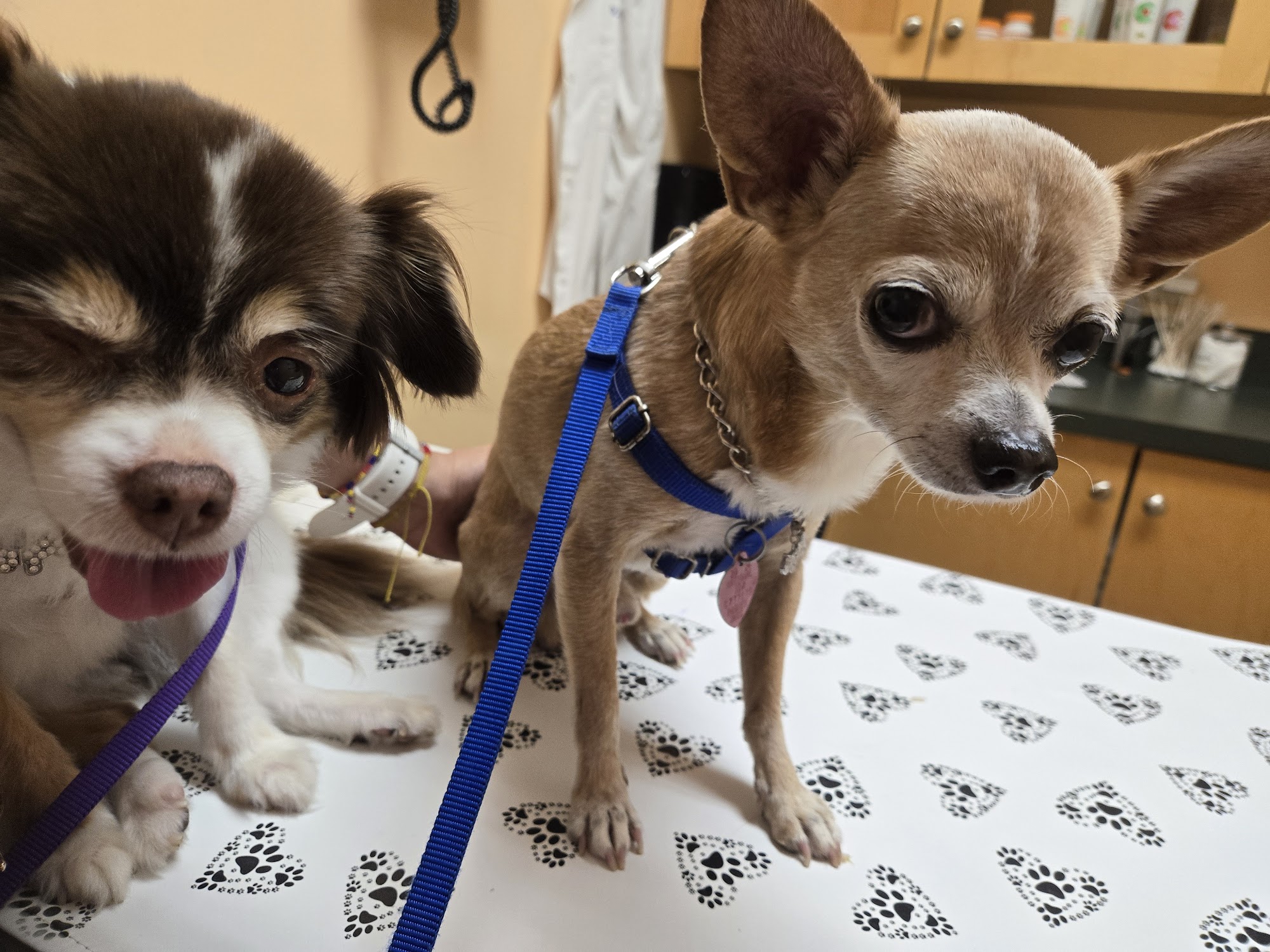 Dakota Veterinary Center White Plains