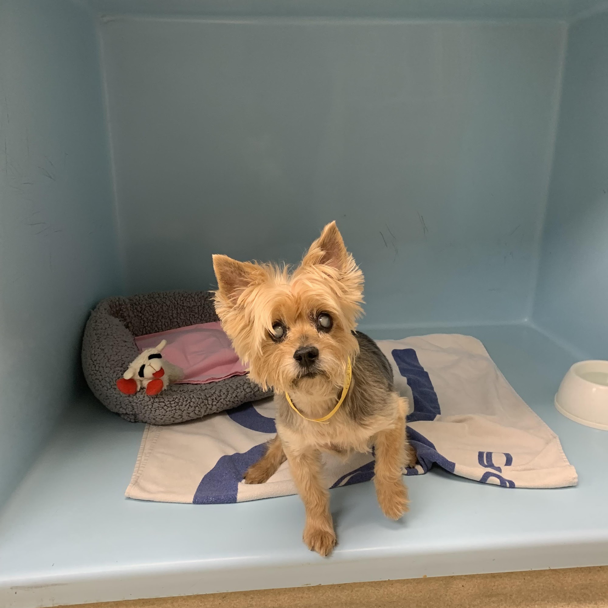 Meadow Veterinary Hospital White Plains