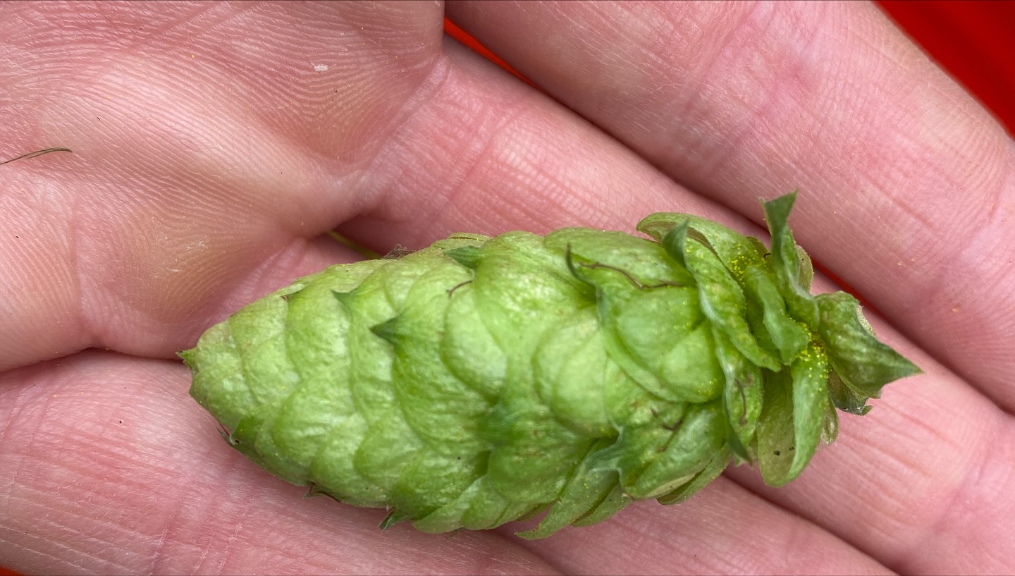 Wolf & Warrior Brewing Co. White Plains