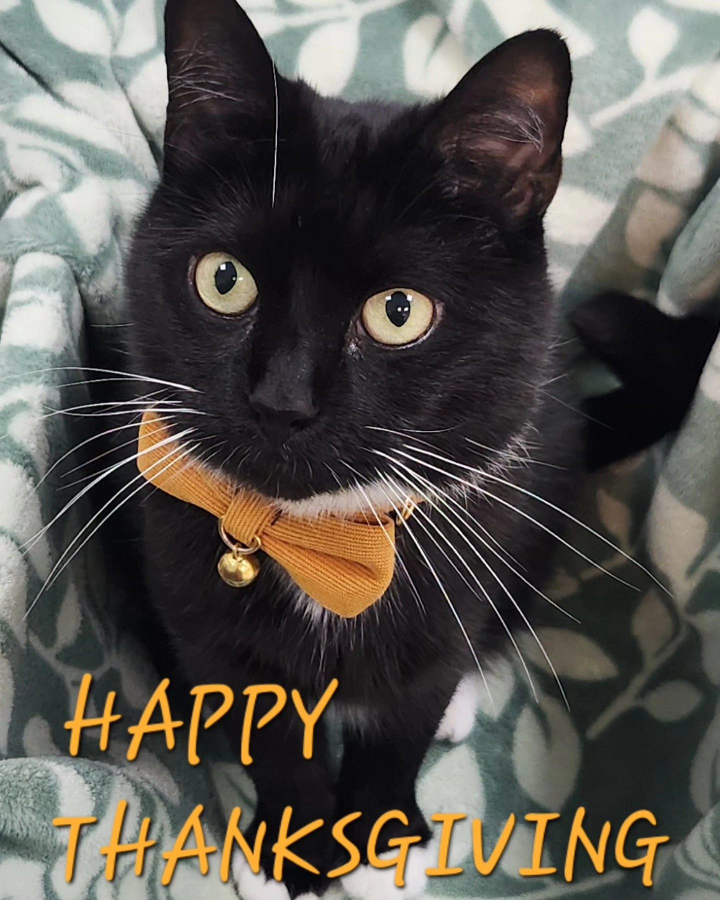 White Plains Veterinary Hospital White Plains