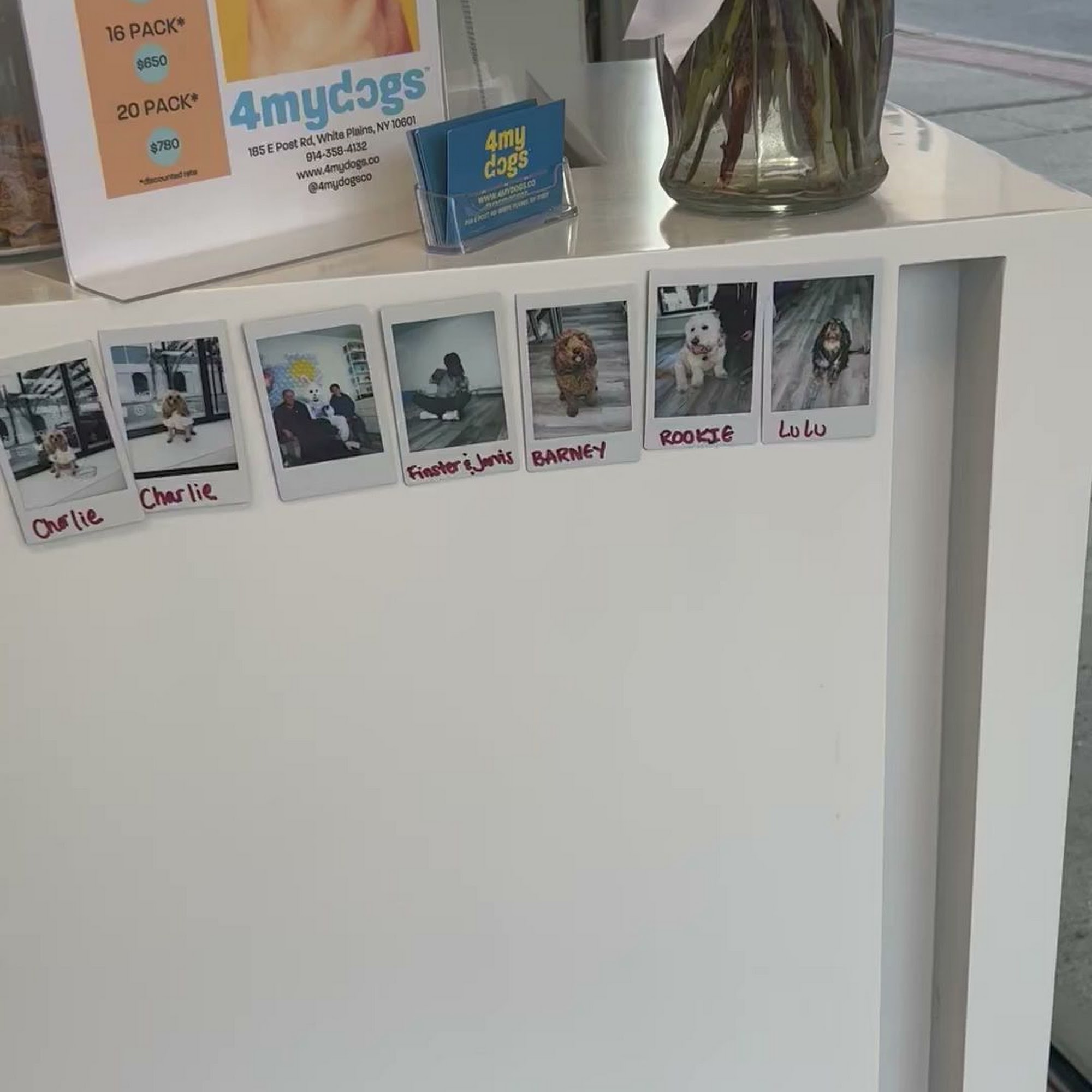 4mydogs White Plains