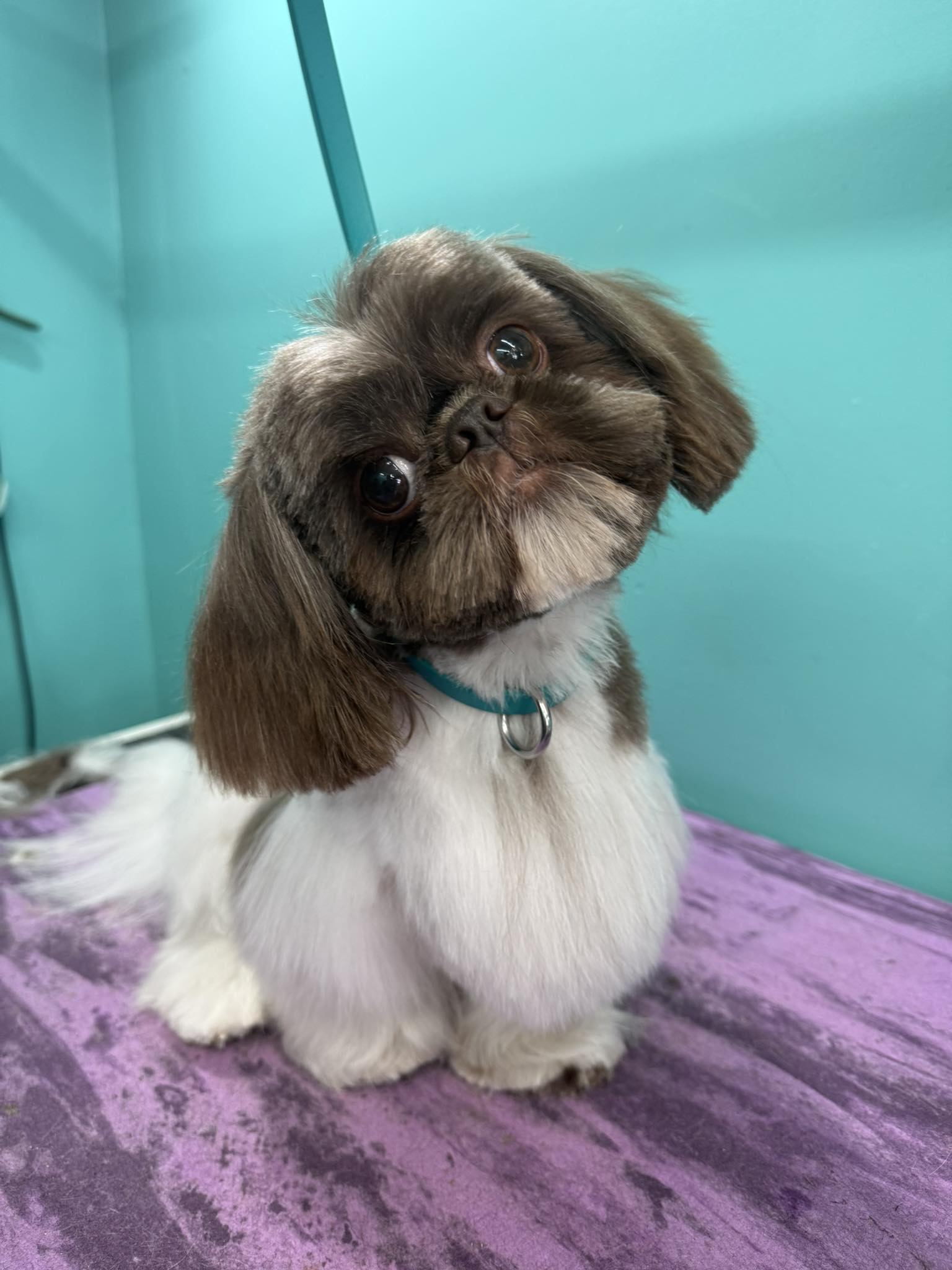 The Muddy Dog Grooming Salon Whitesboro