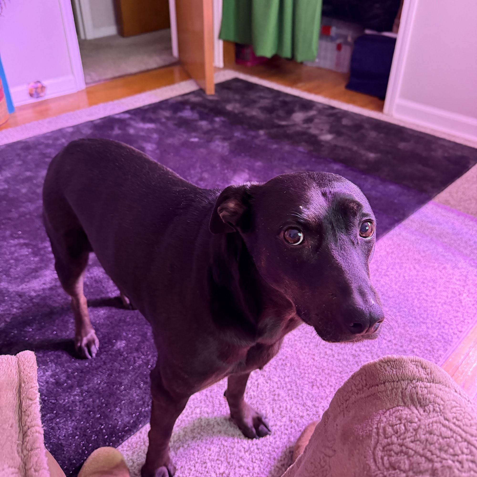 The Muddy Dog Grooming Salon Whitesboro